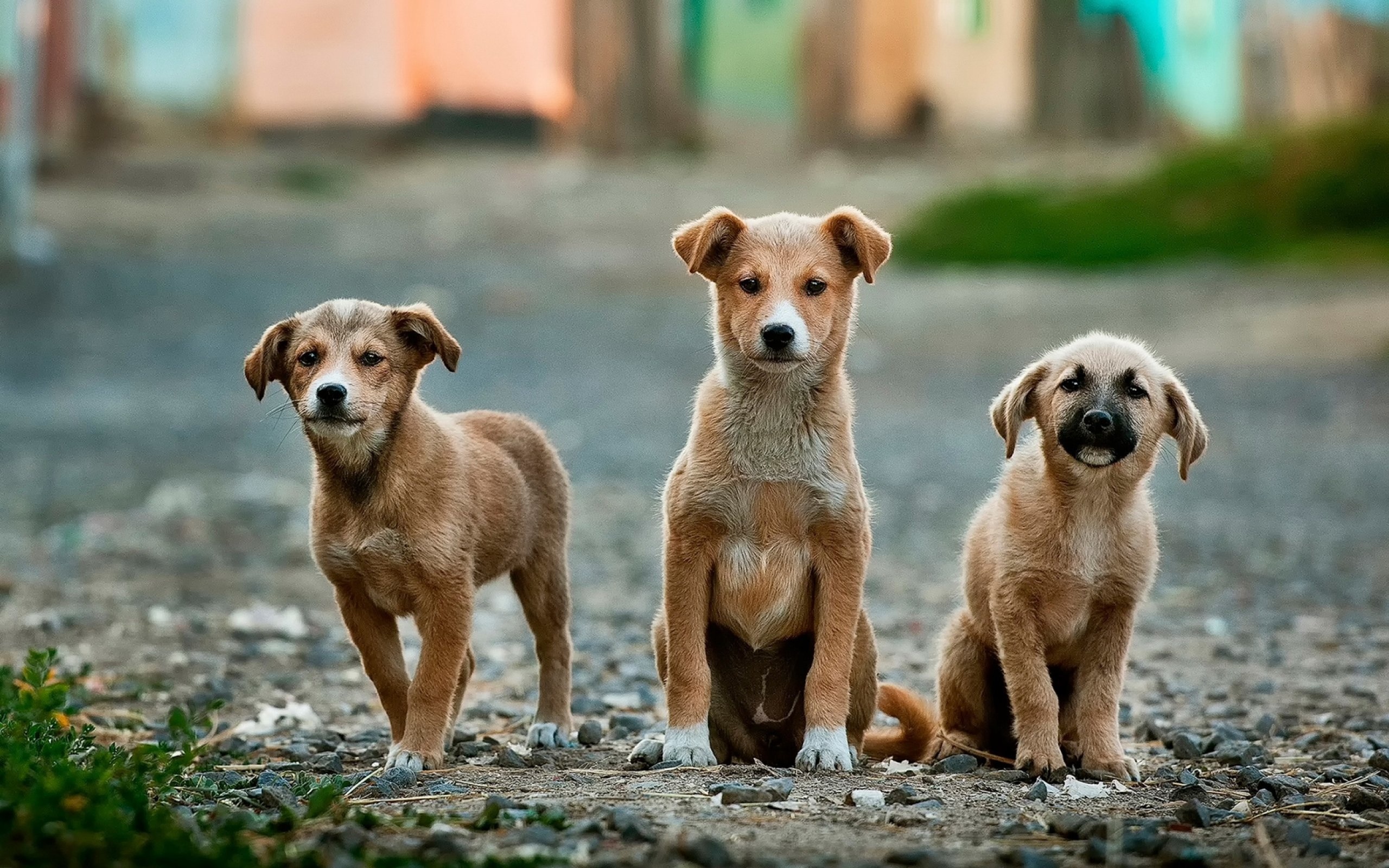 Three stray puppies