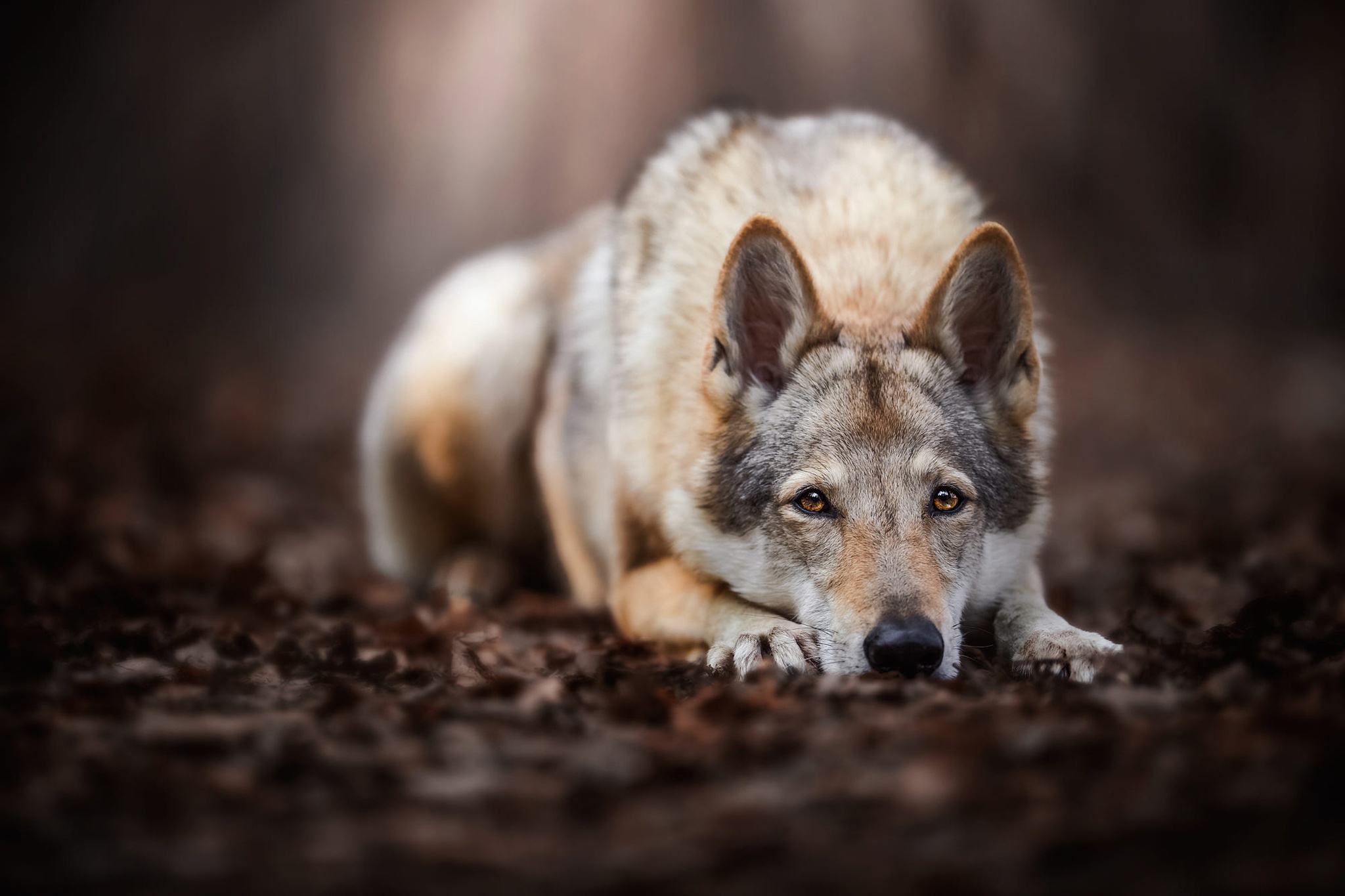 Free photo Wolf dog sad