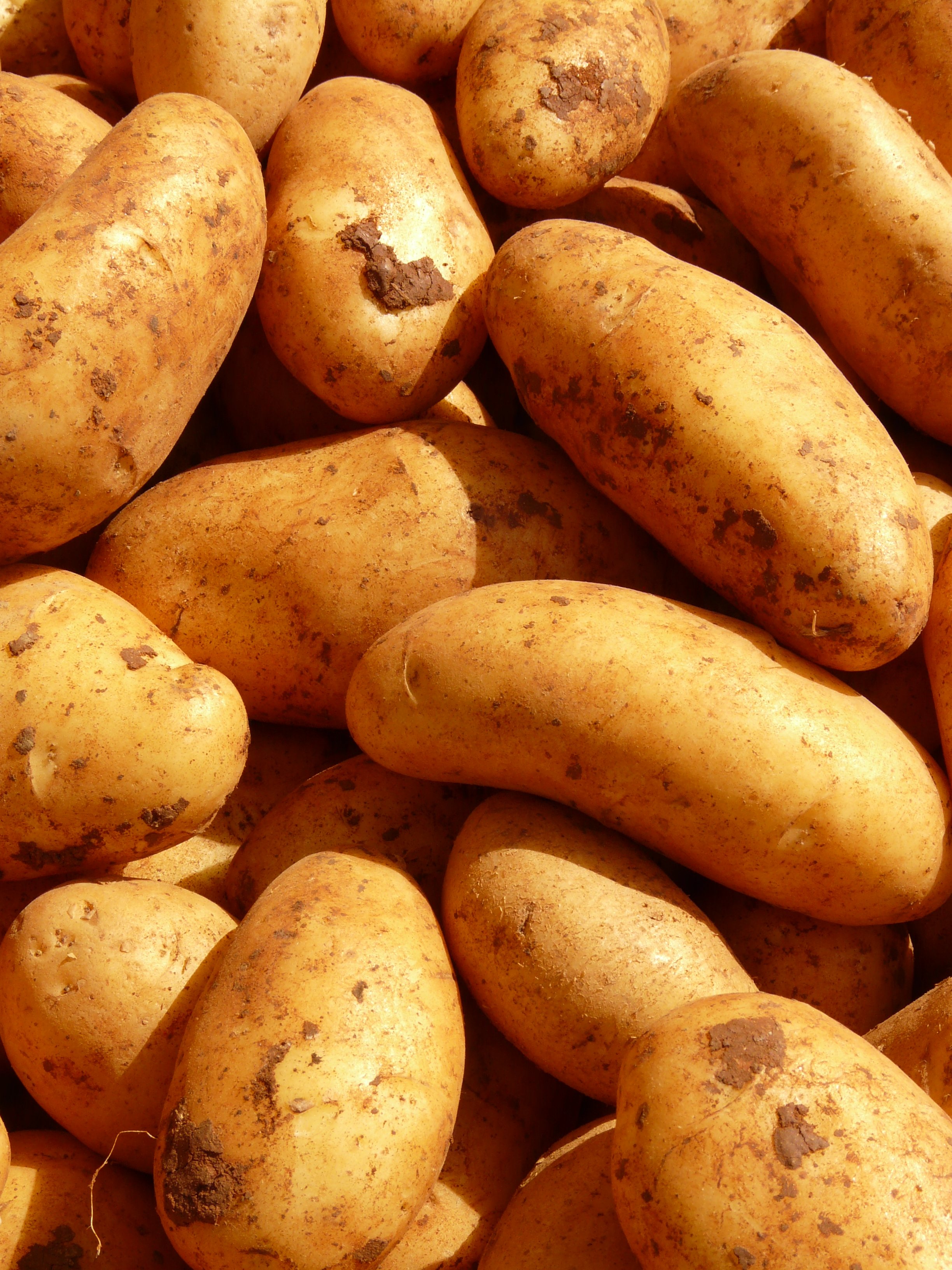 Wallpapers plant food ingredient on the desktop