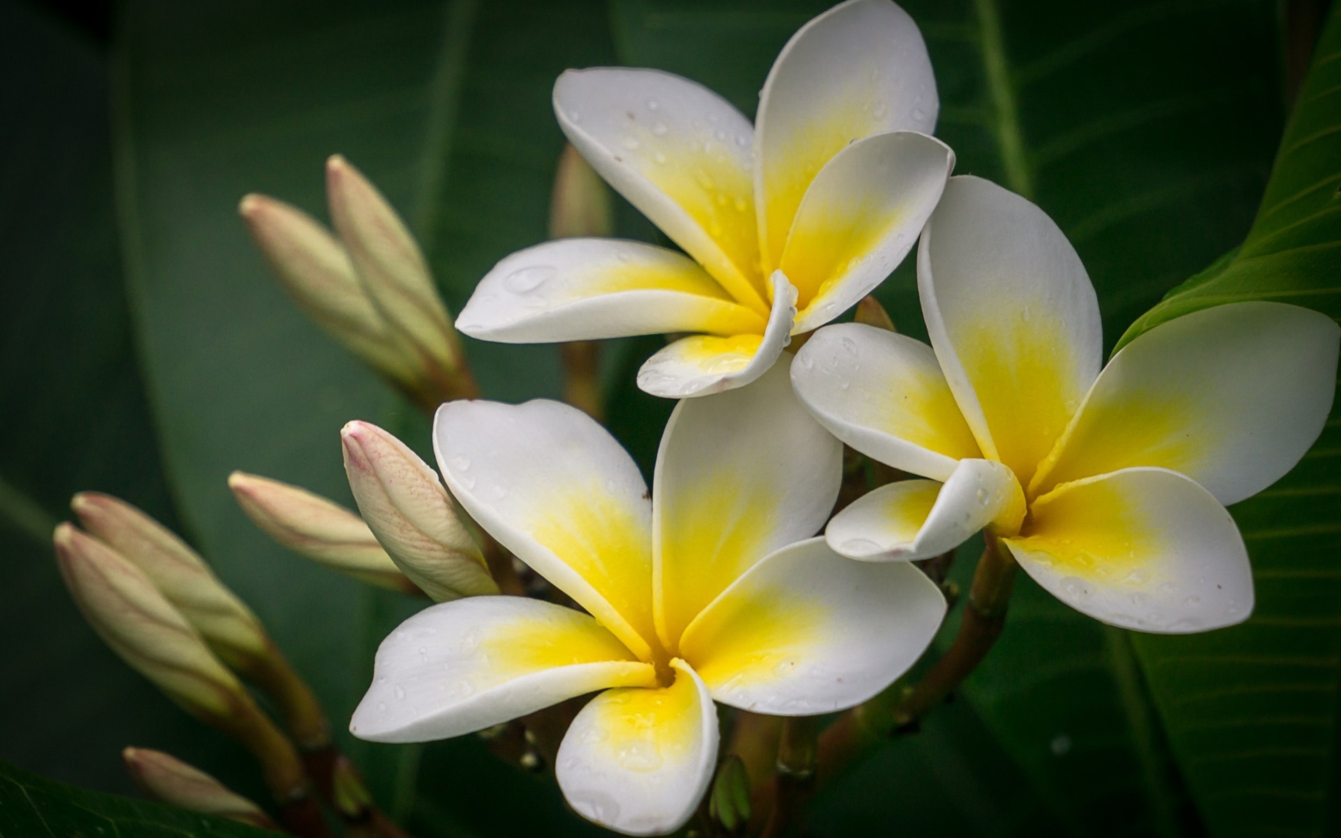 桌面上的壁纸梅花 花蕾 附近