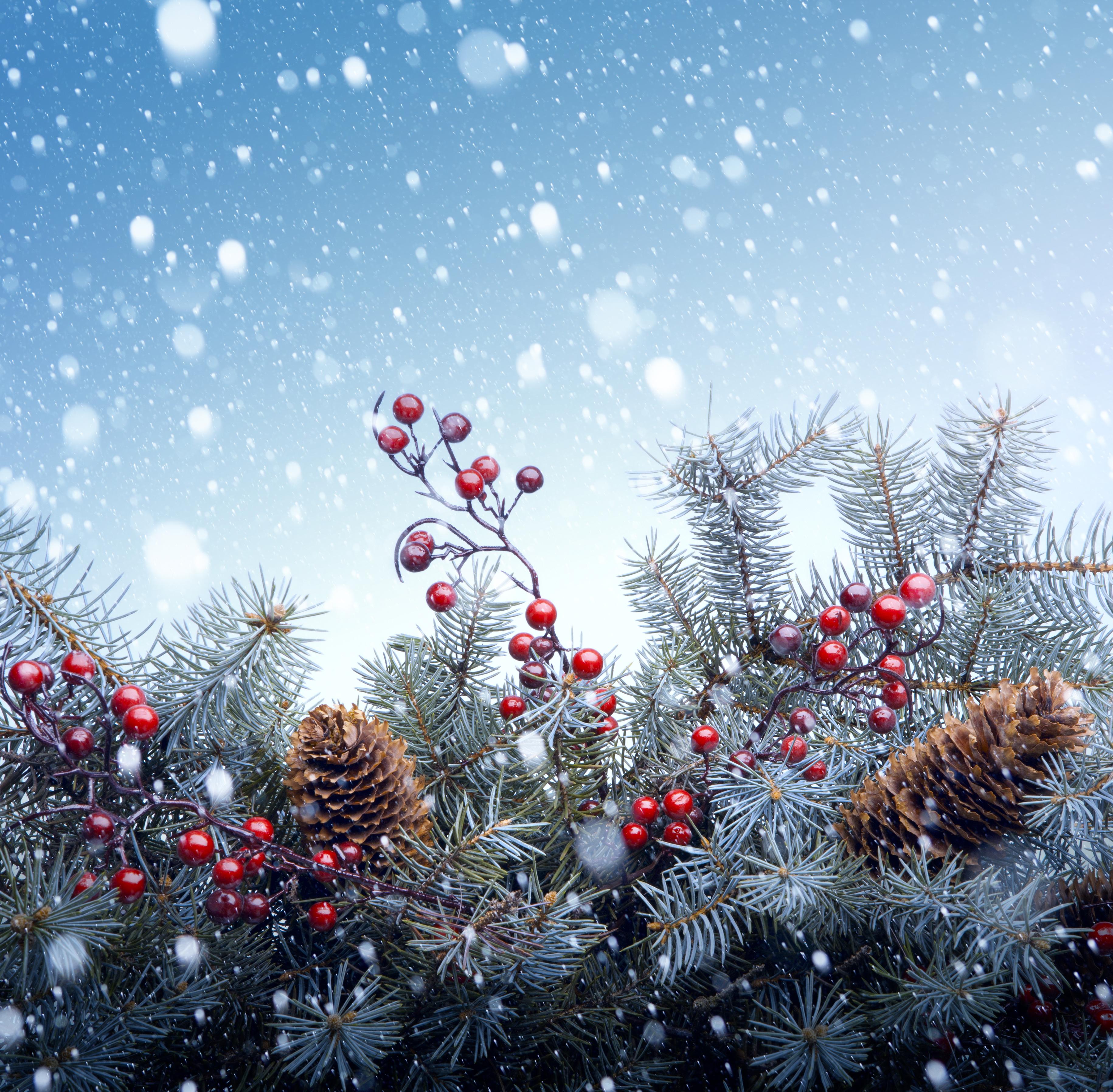 Wallpapers Christmas tree snow on the desktop