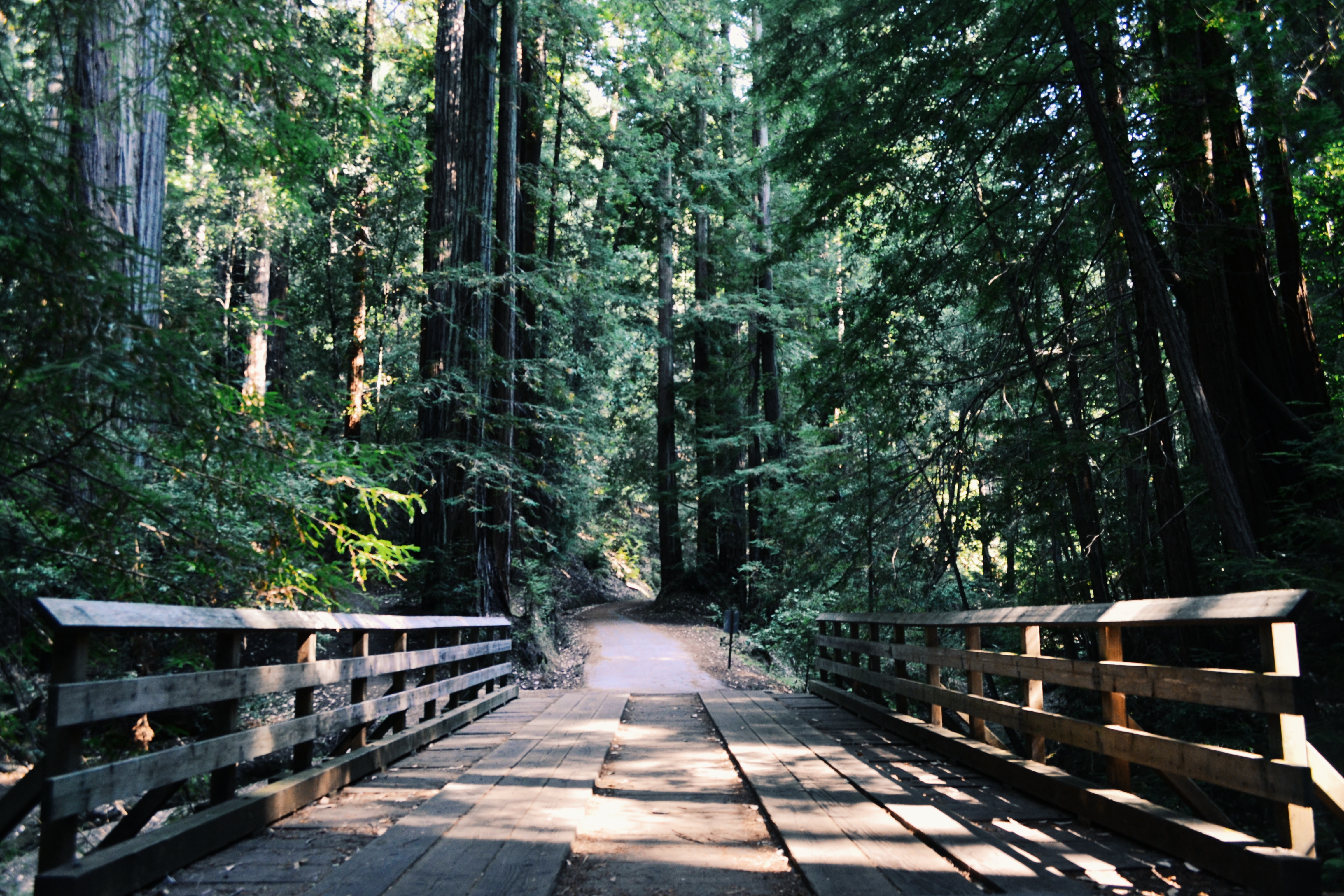 Wallpapers tree forest path on the desktop