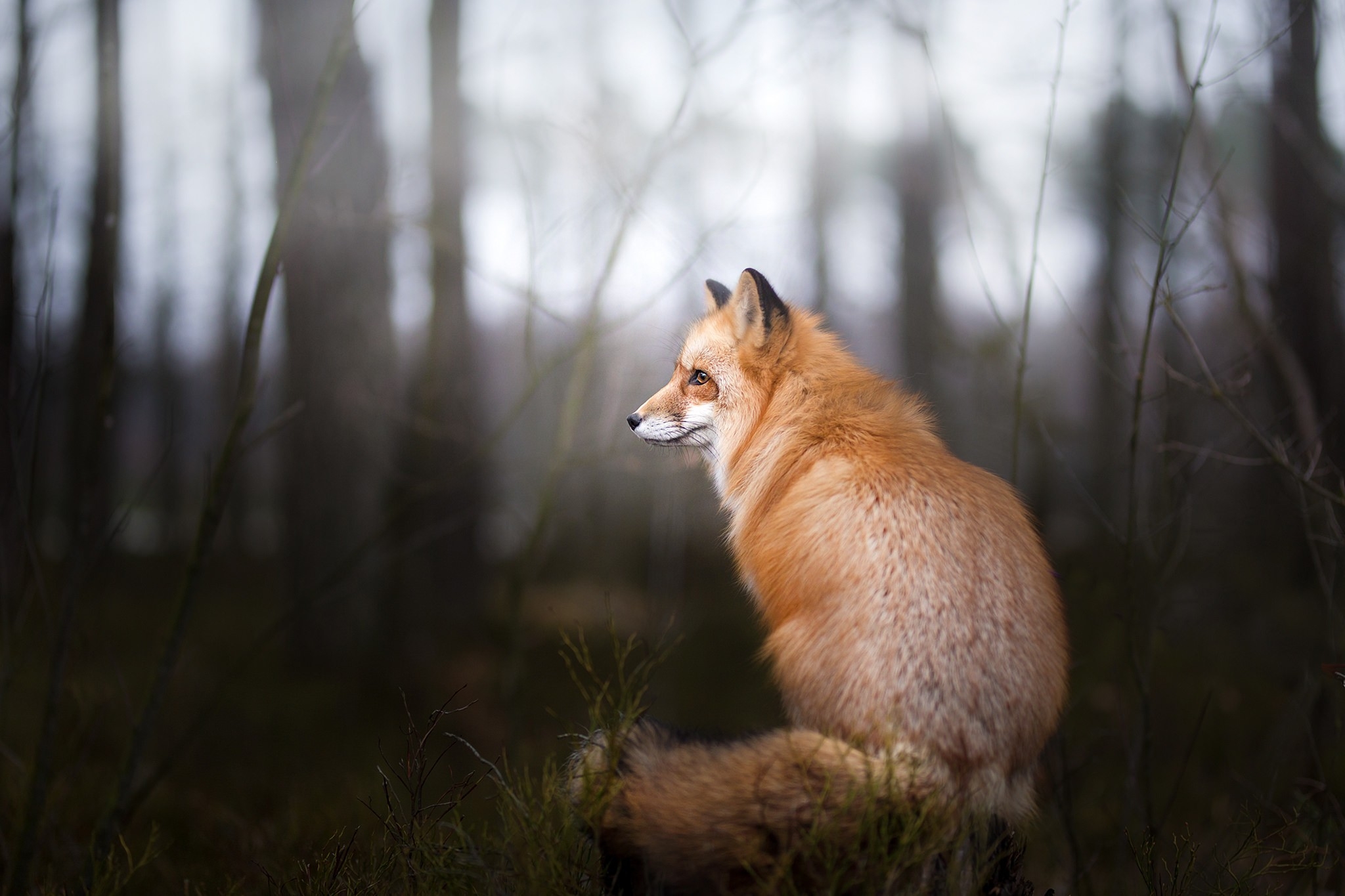 Free photo The fox sits back and looks away