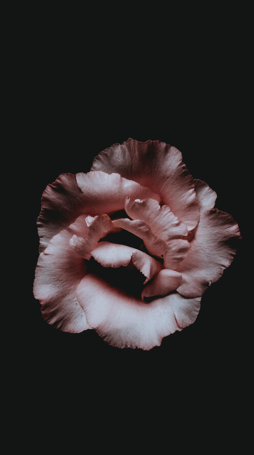 Бесплатное фото Цветочек на черном фоне