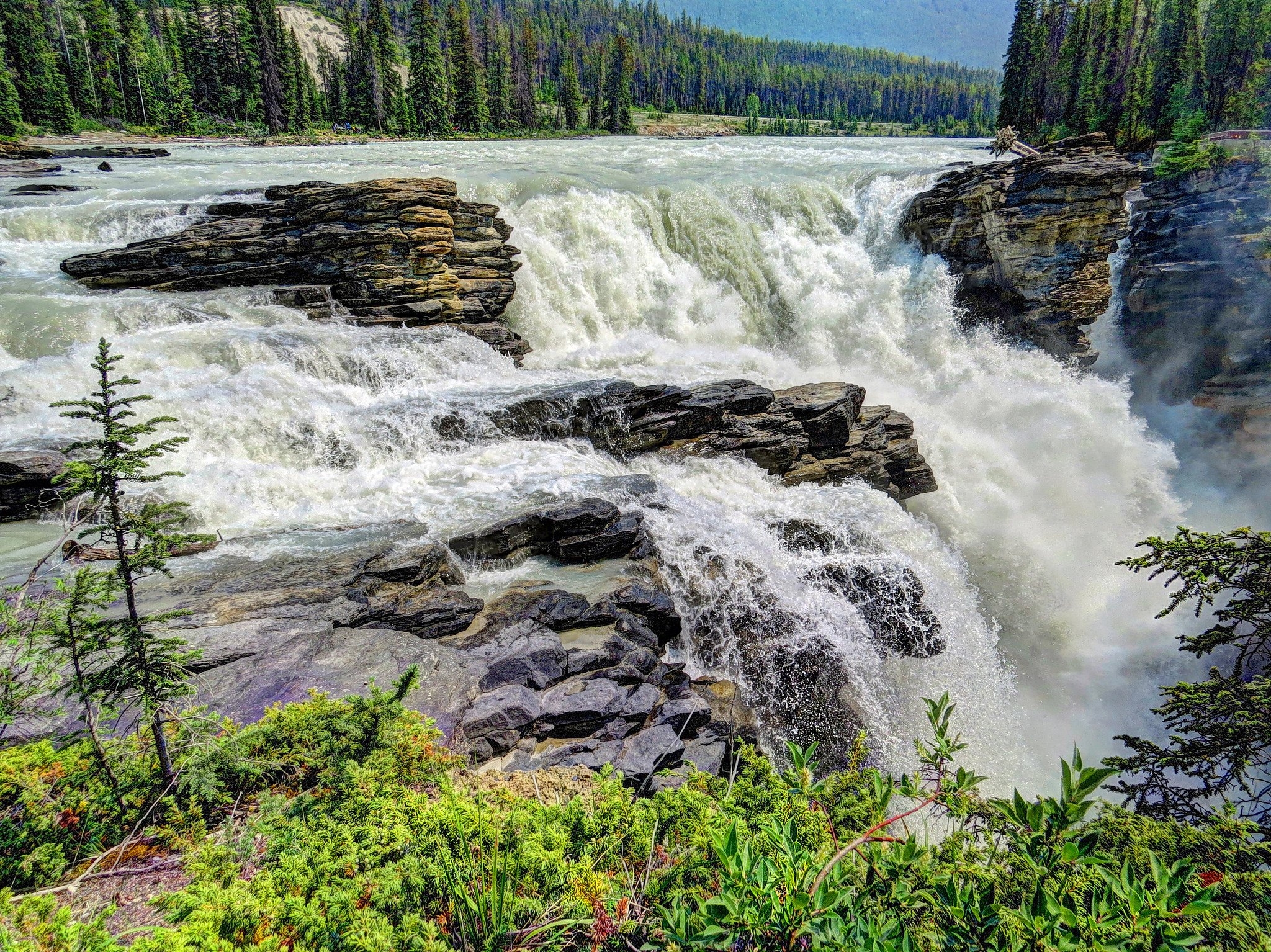 Wallpapers waterfall shrub forest on the desktop