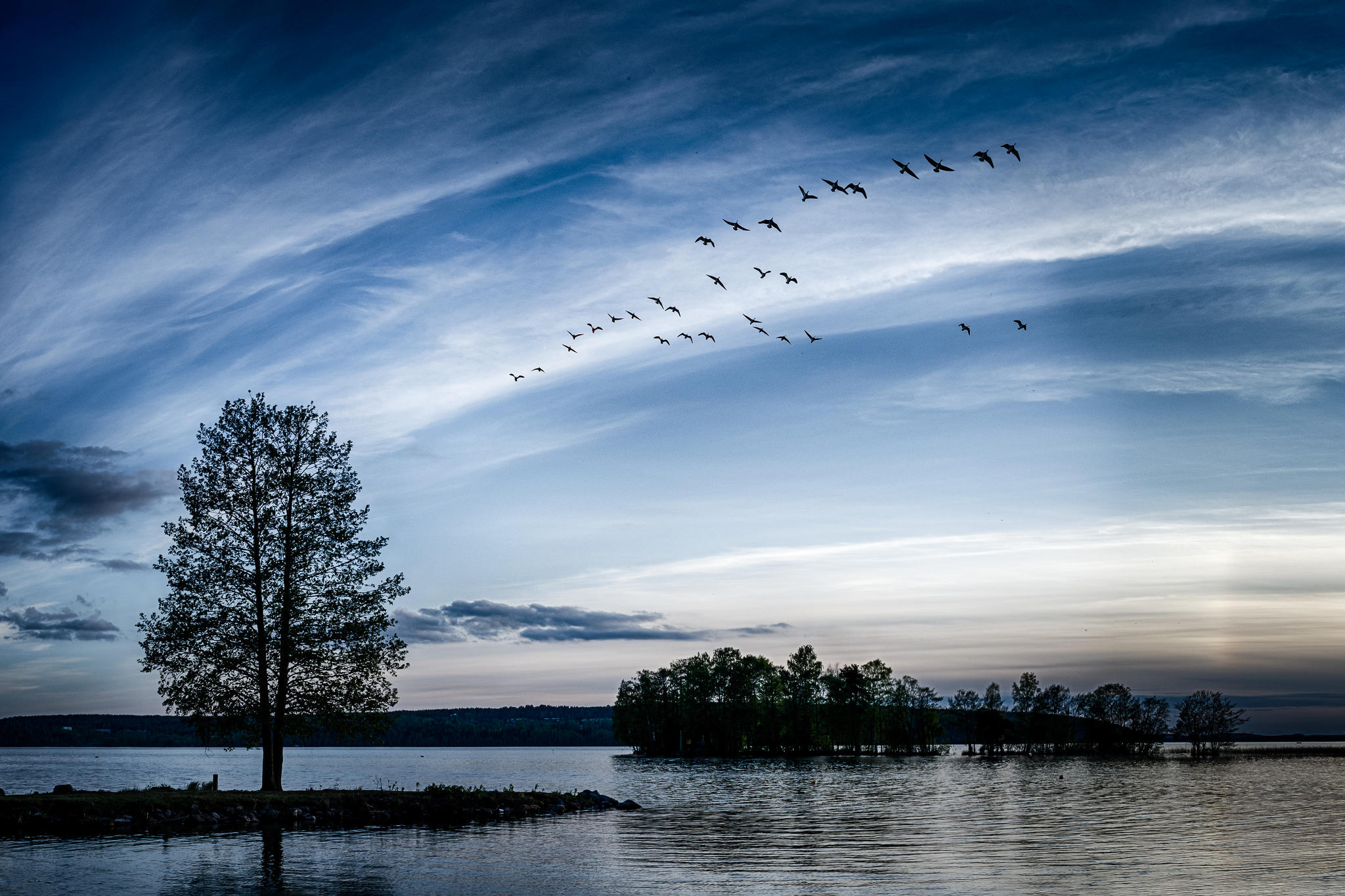 Wallpapers trees lake flock of birds on the desktop