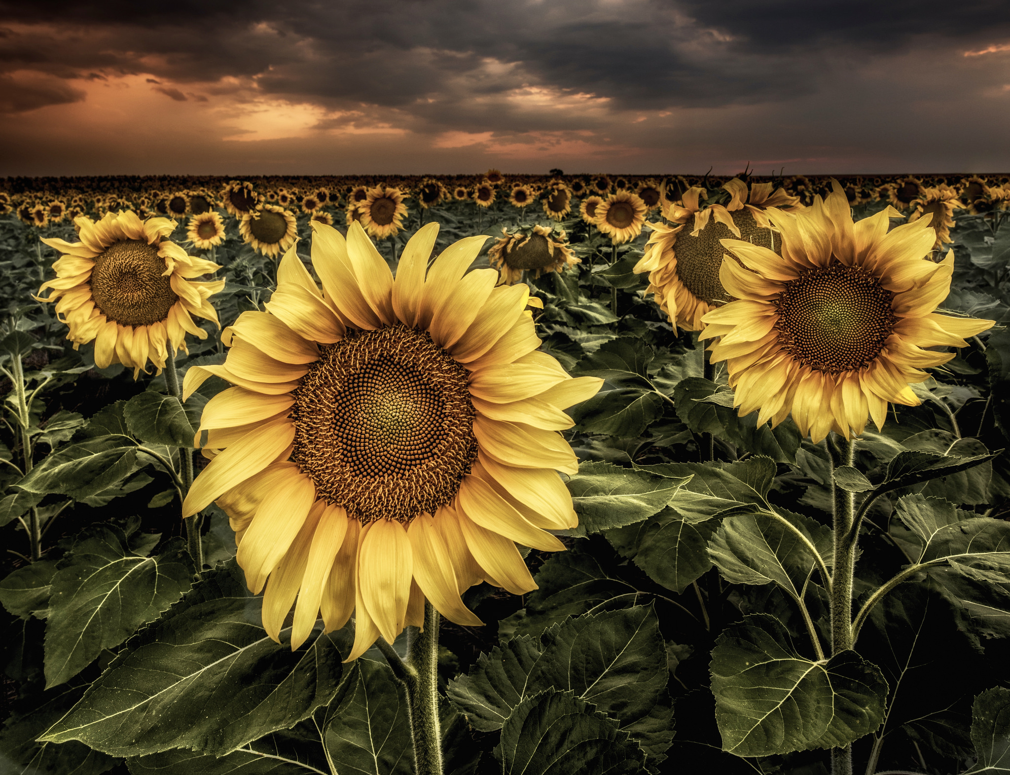 Wallpapers sunset sun landscape flowers on the desktop