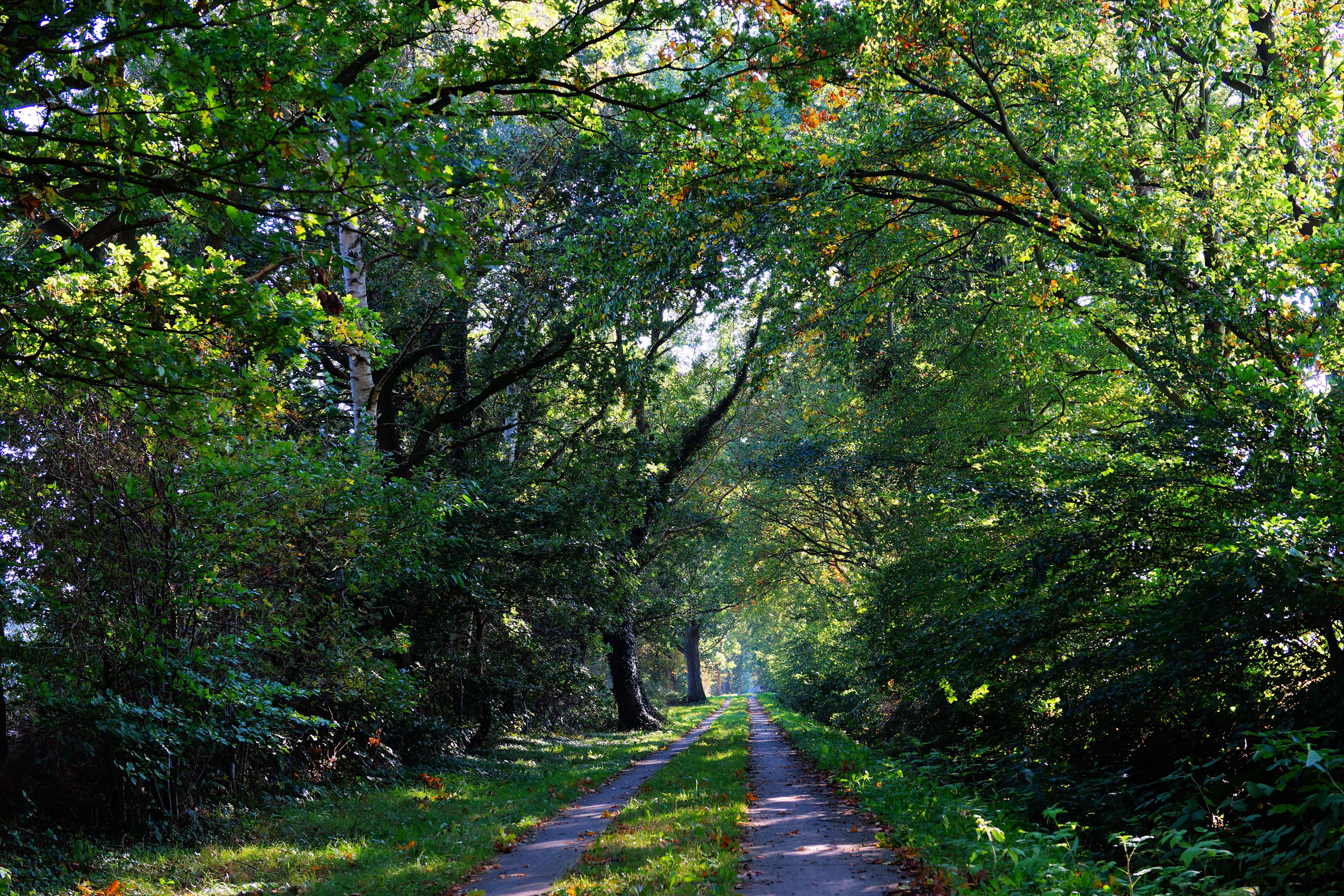 Бесплатное фото Деревенская дорога по летнему лесу