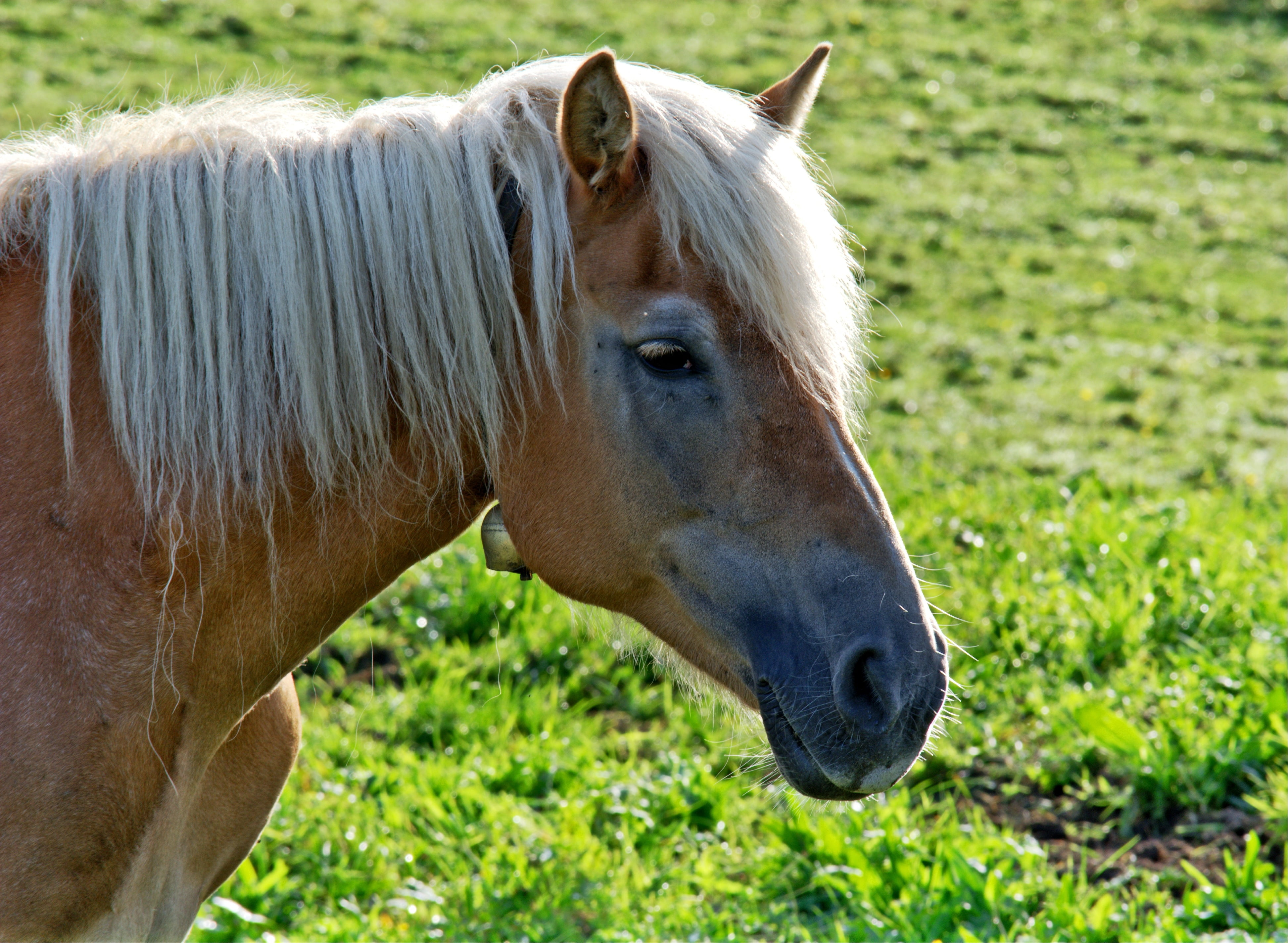 Обои лошадь вид профиля трава на рабочий стол