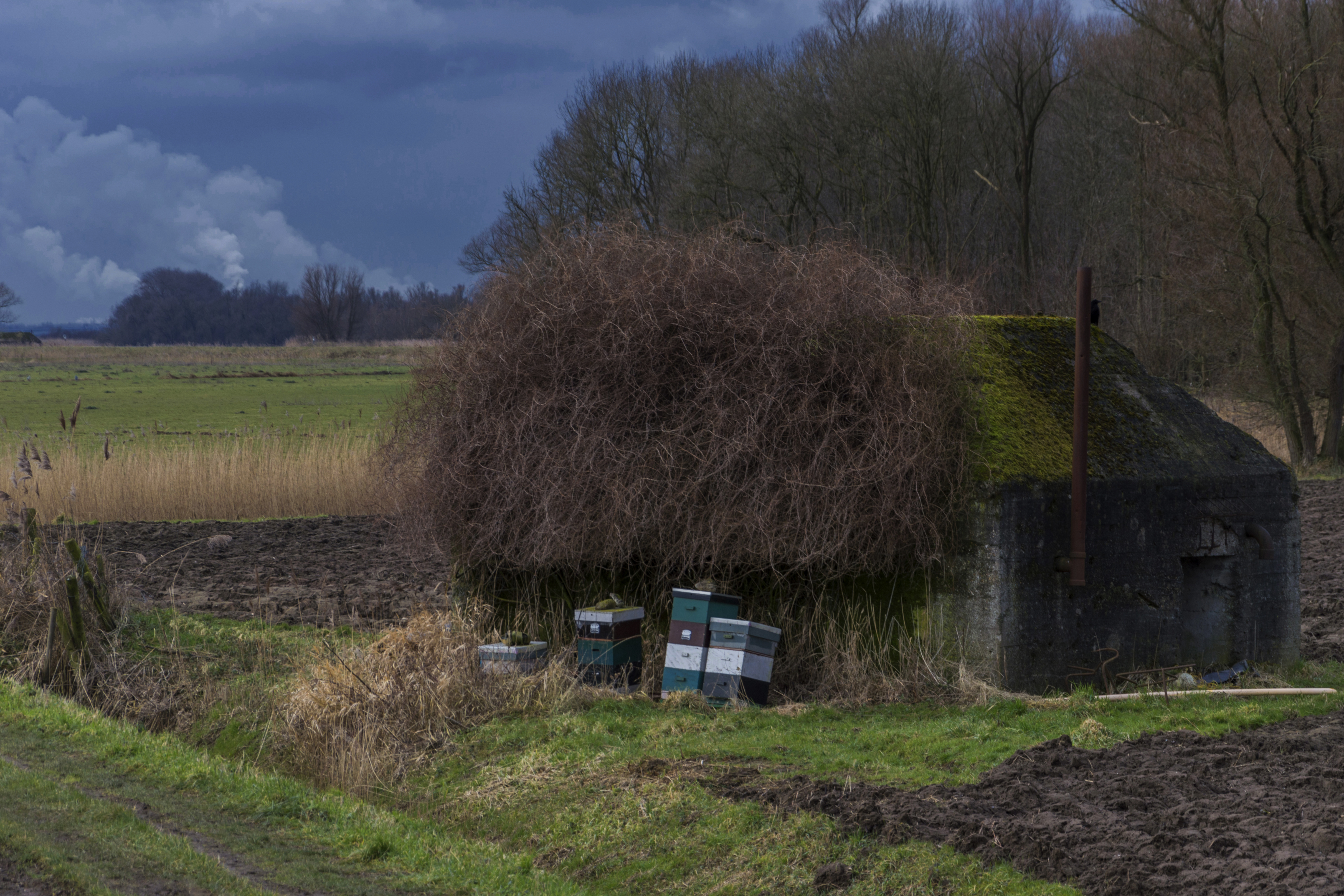 Wallpapers landscape tree nature on the desktop