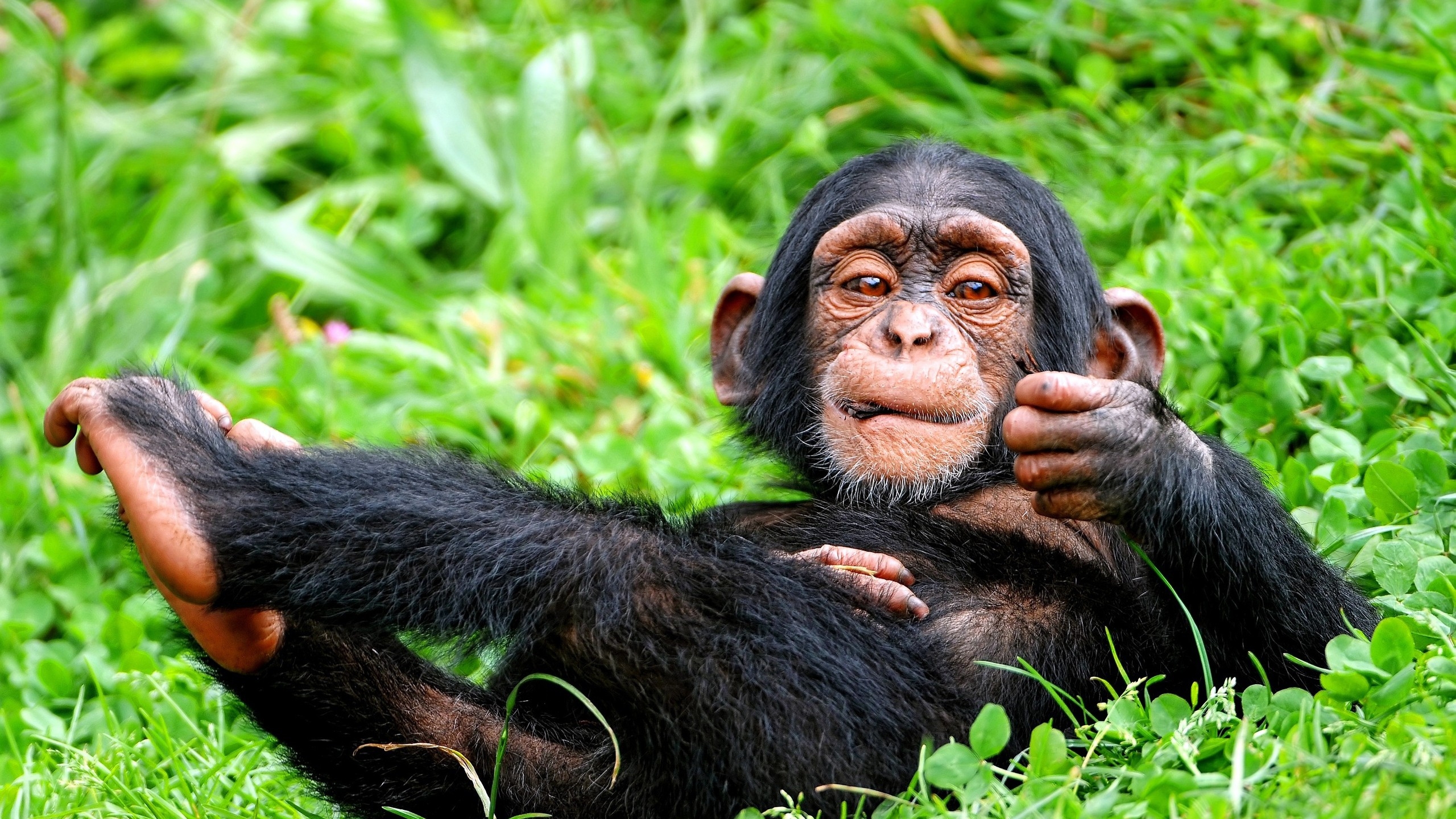 免费照片一只猴子躺在绿草地上。
