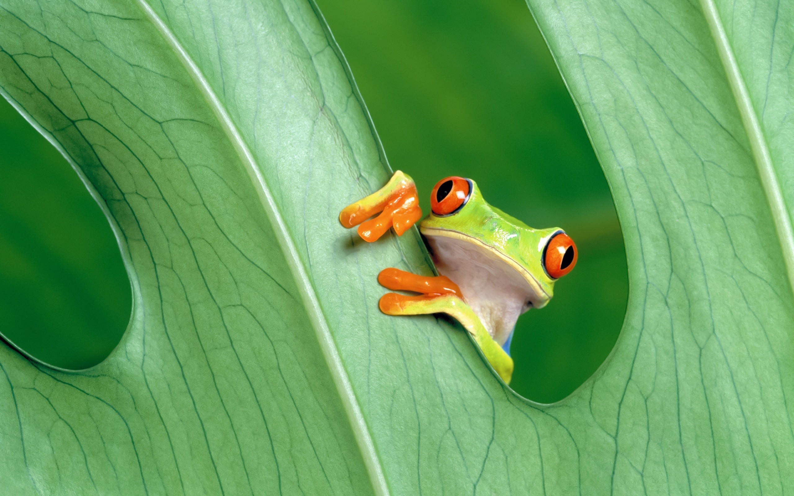 Бесплатное фото Милая лягушка зеленого цвета