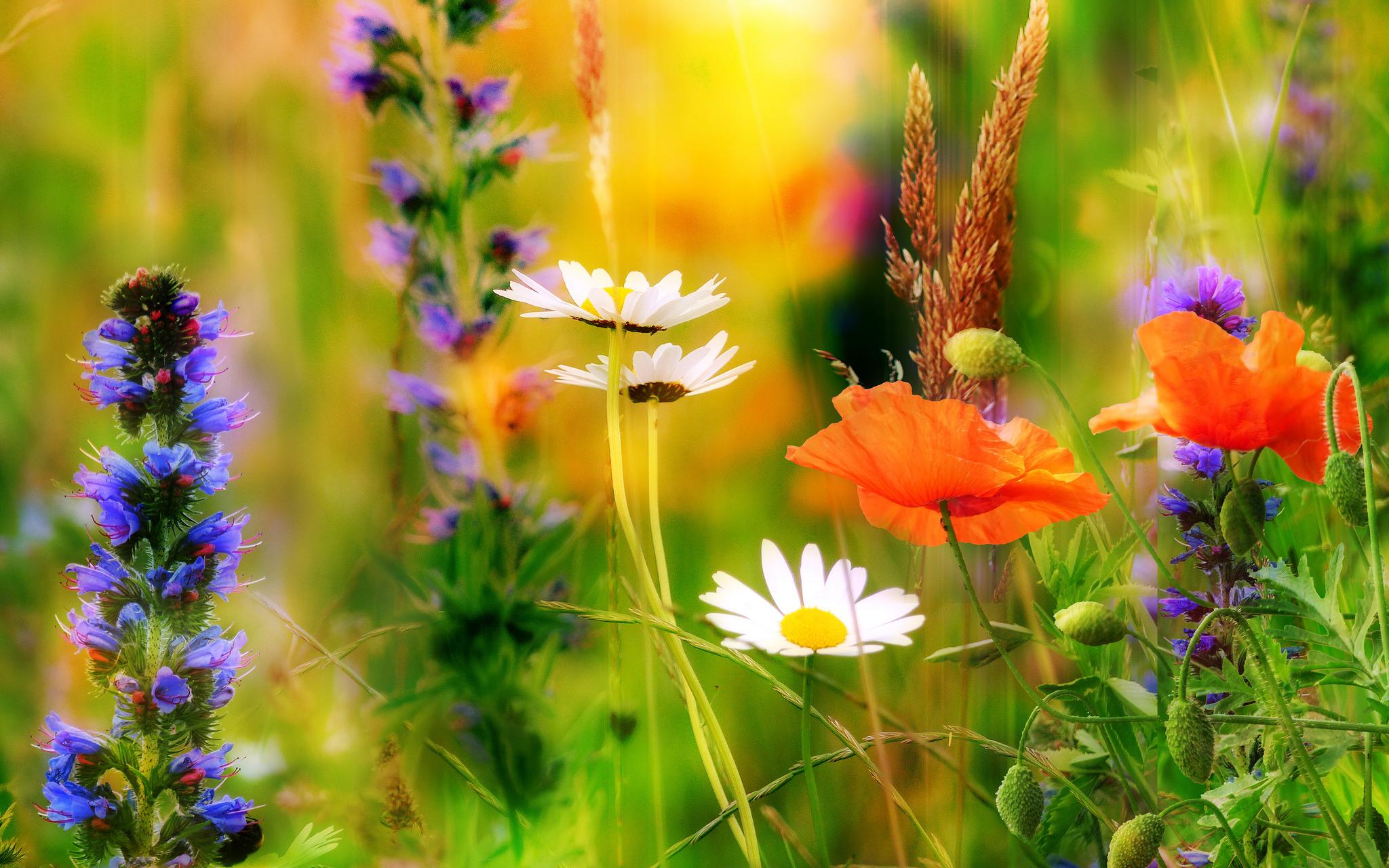 Wallpapers poppies daisies field on the desktop