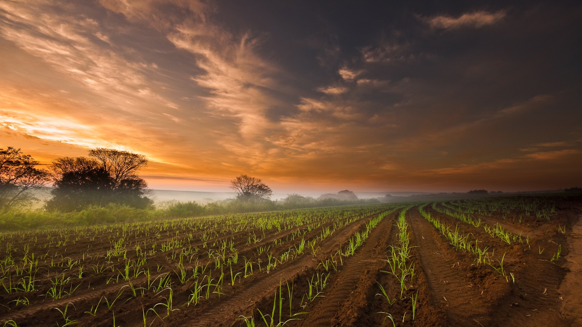 Бесплатное фото Сельский ландшафт с полевыми растениями на фоне теплого неба с облаками, деревьев и холмов вдали.