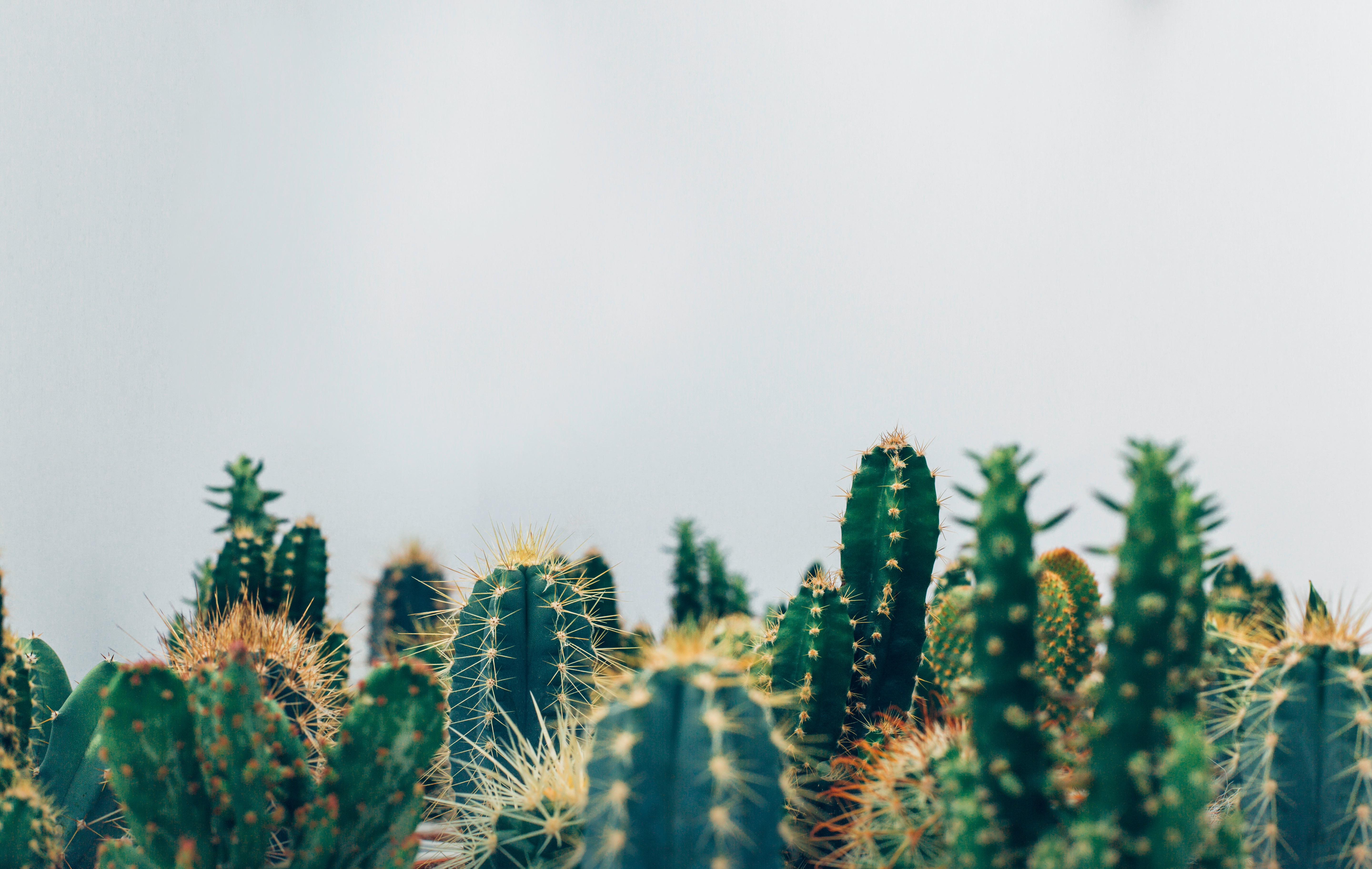Free photo Cacti on white