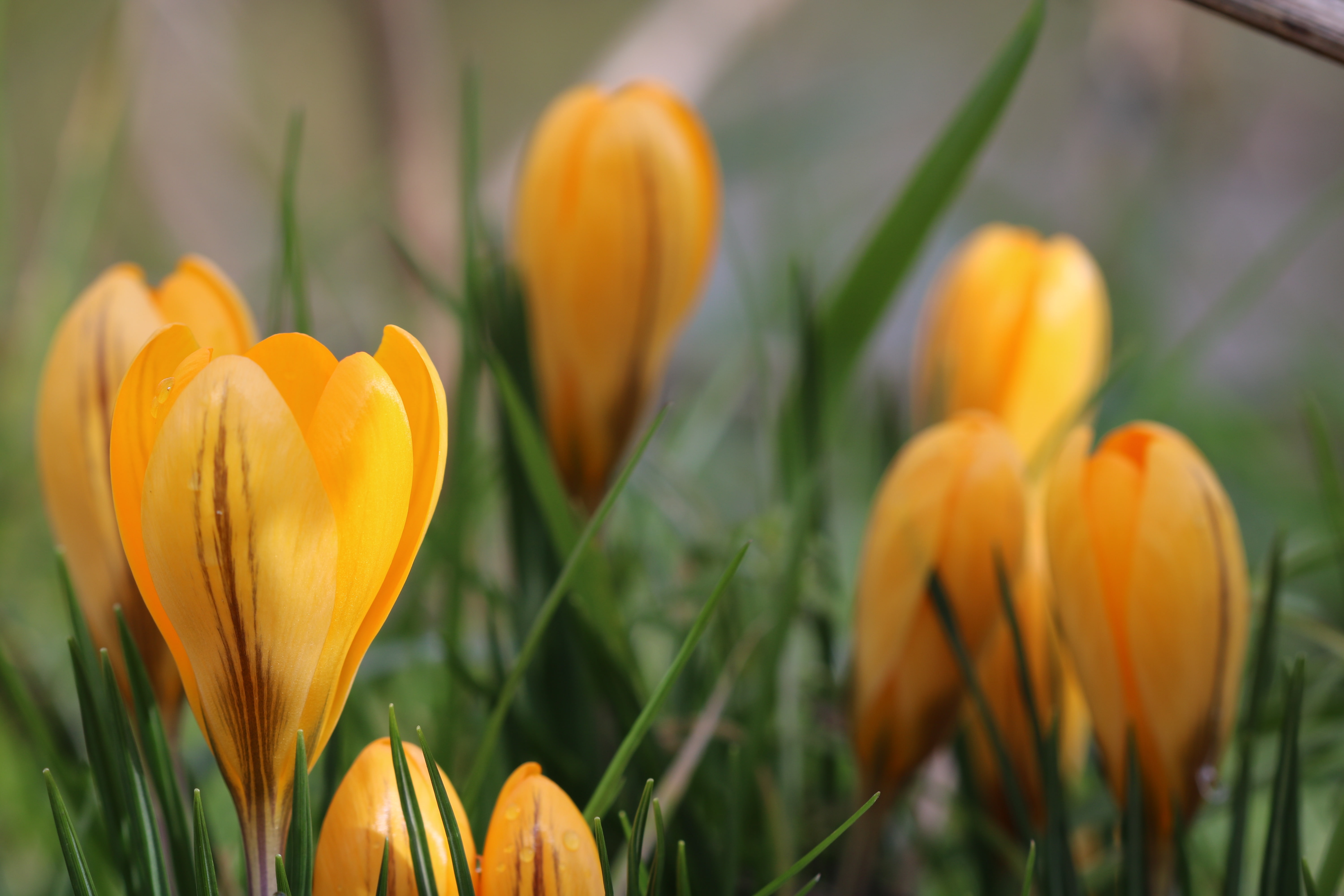 Free photo Yellow unopened lilies