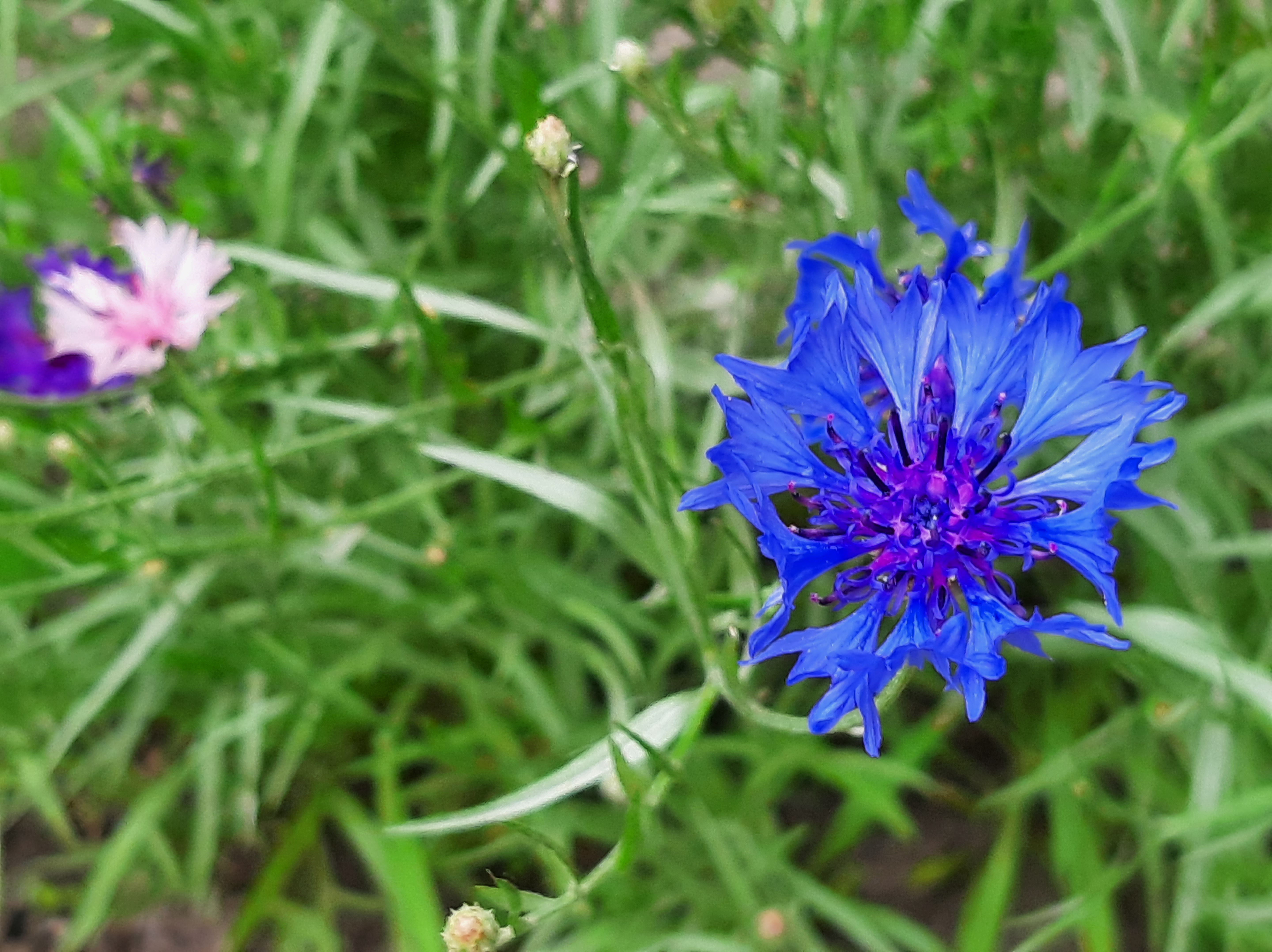 Wallpapers a bloom blue nature on the desktop