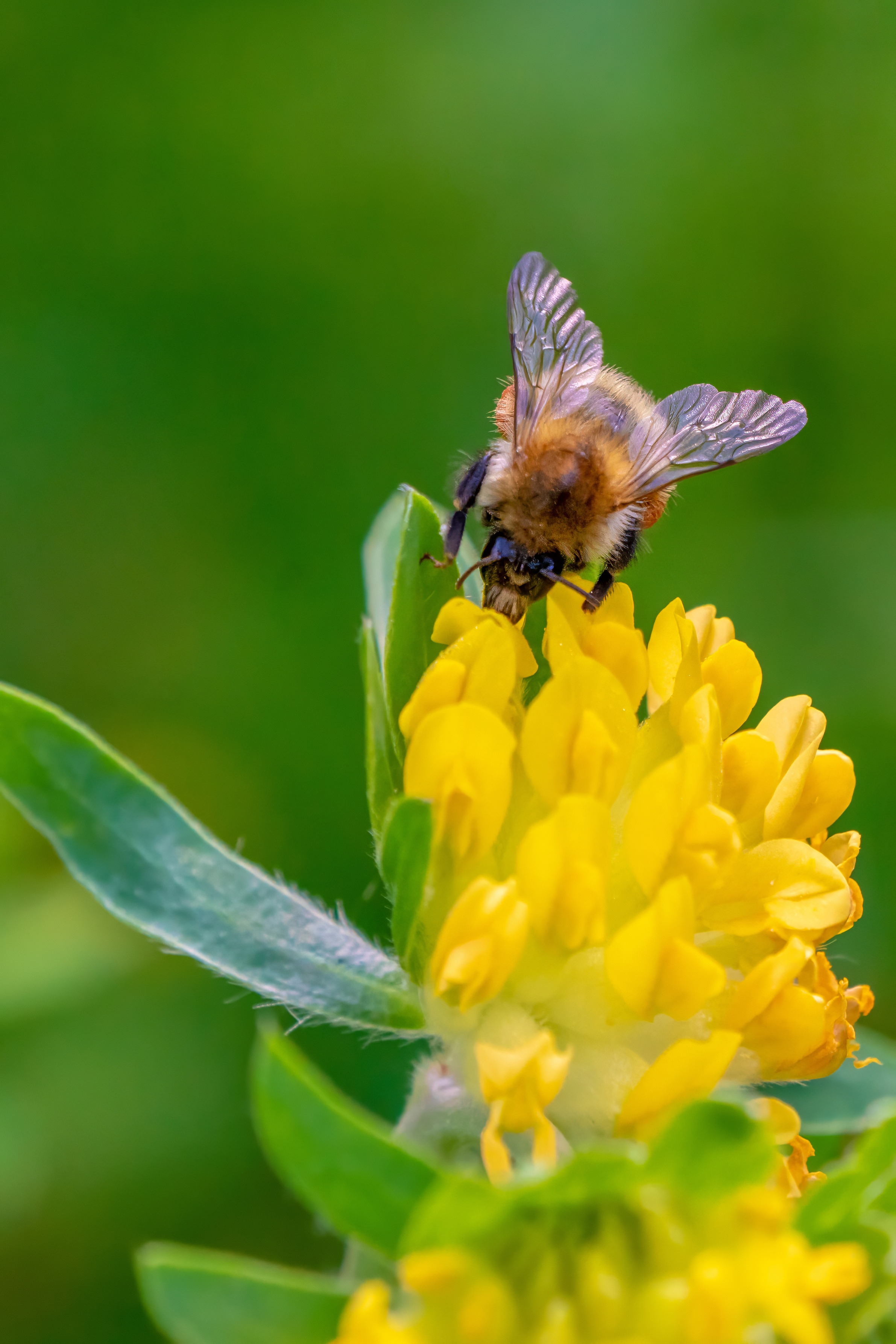 A bumblebee collects nectar from a yellow flower