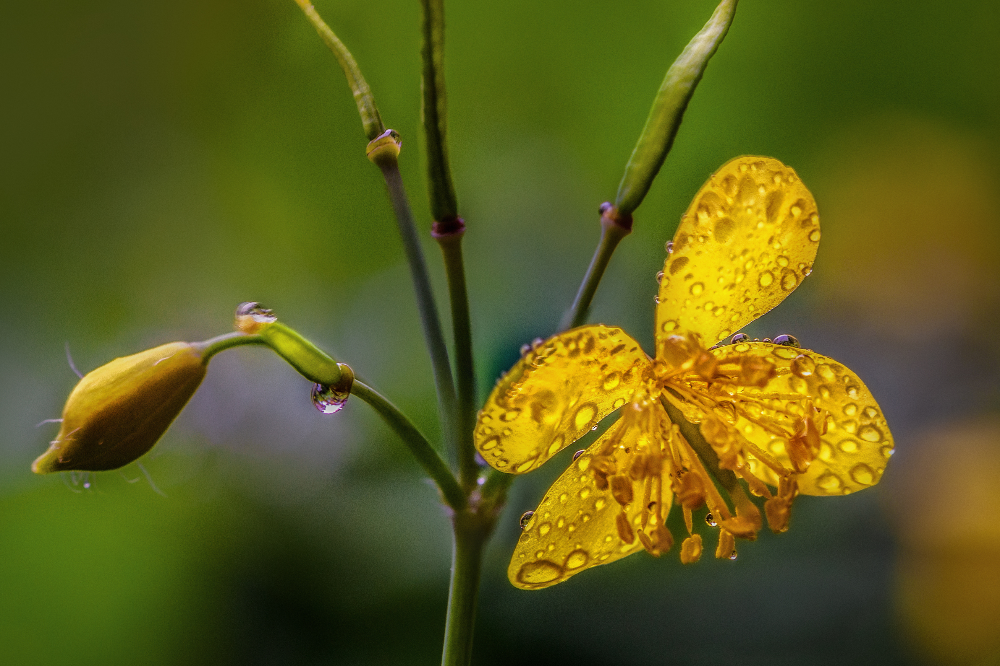 Free photo Large celandine: a dicotyledonous species