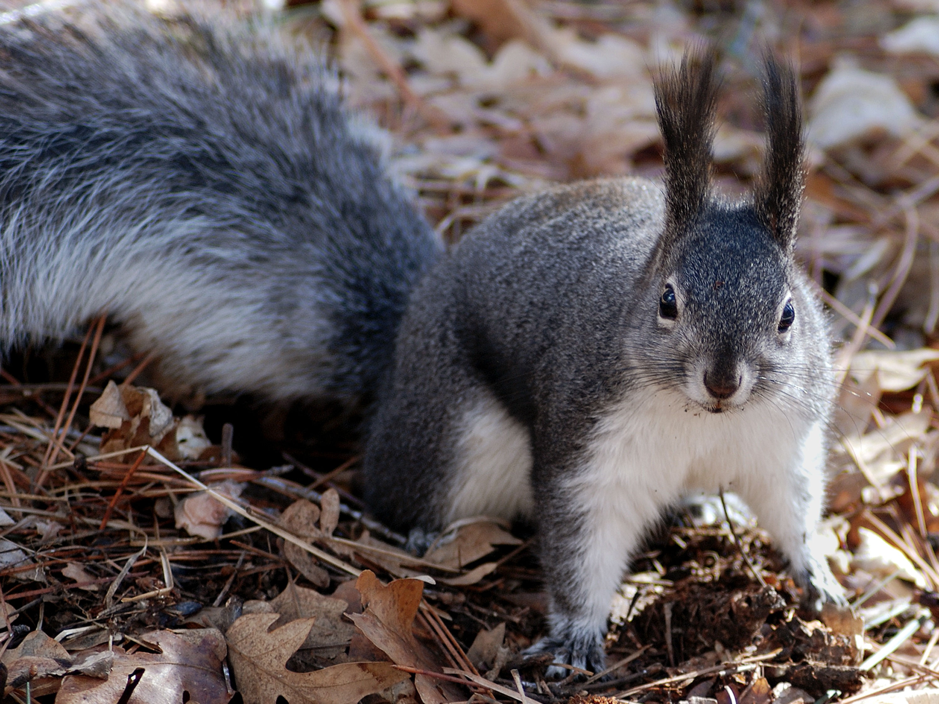 Free photo A squirrel on the ground