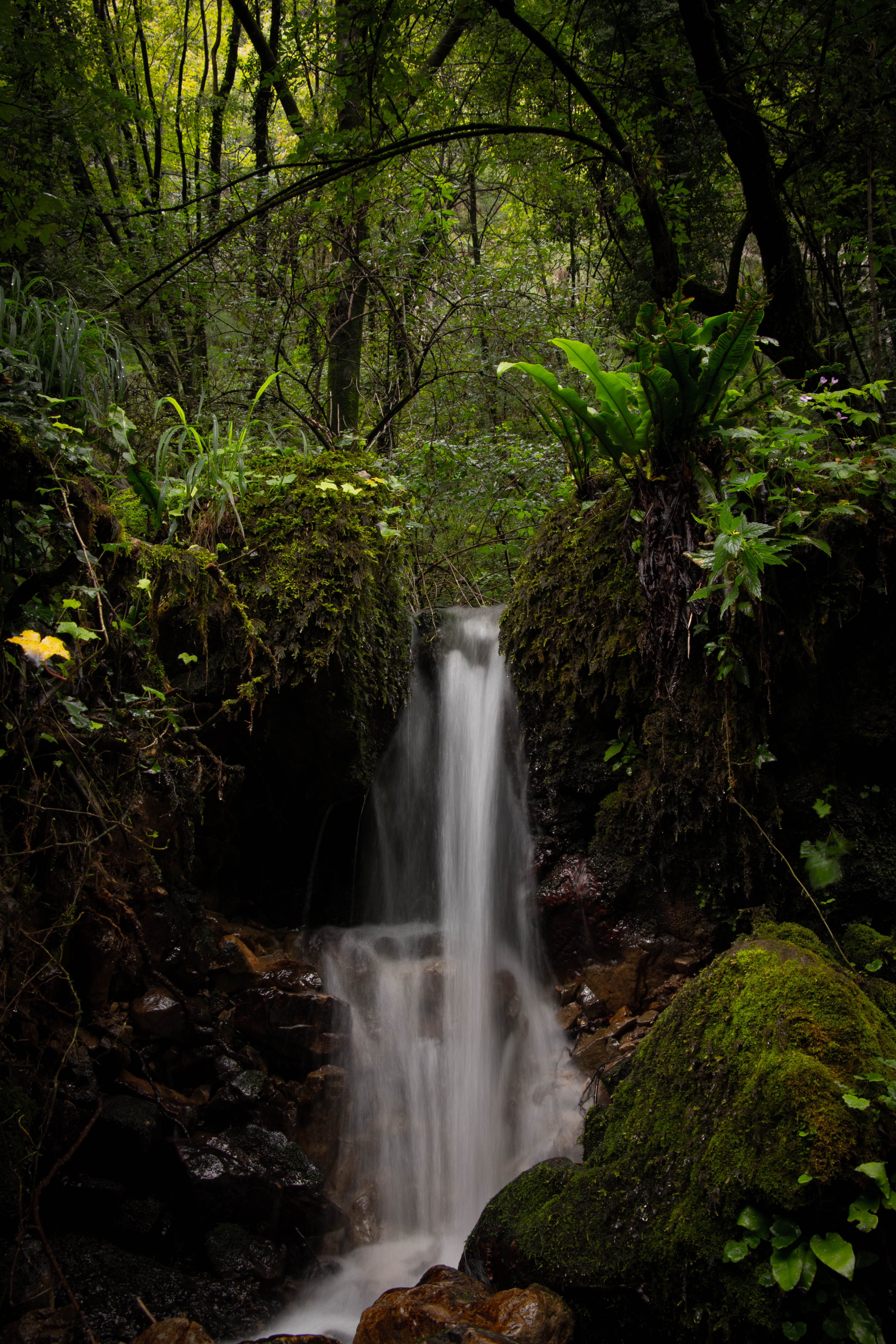 Free photo A waterfall in an impenetrable jungle.