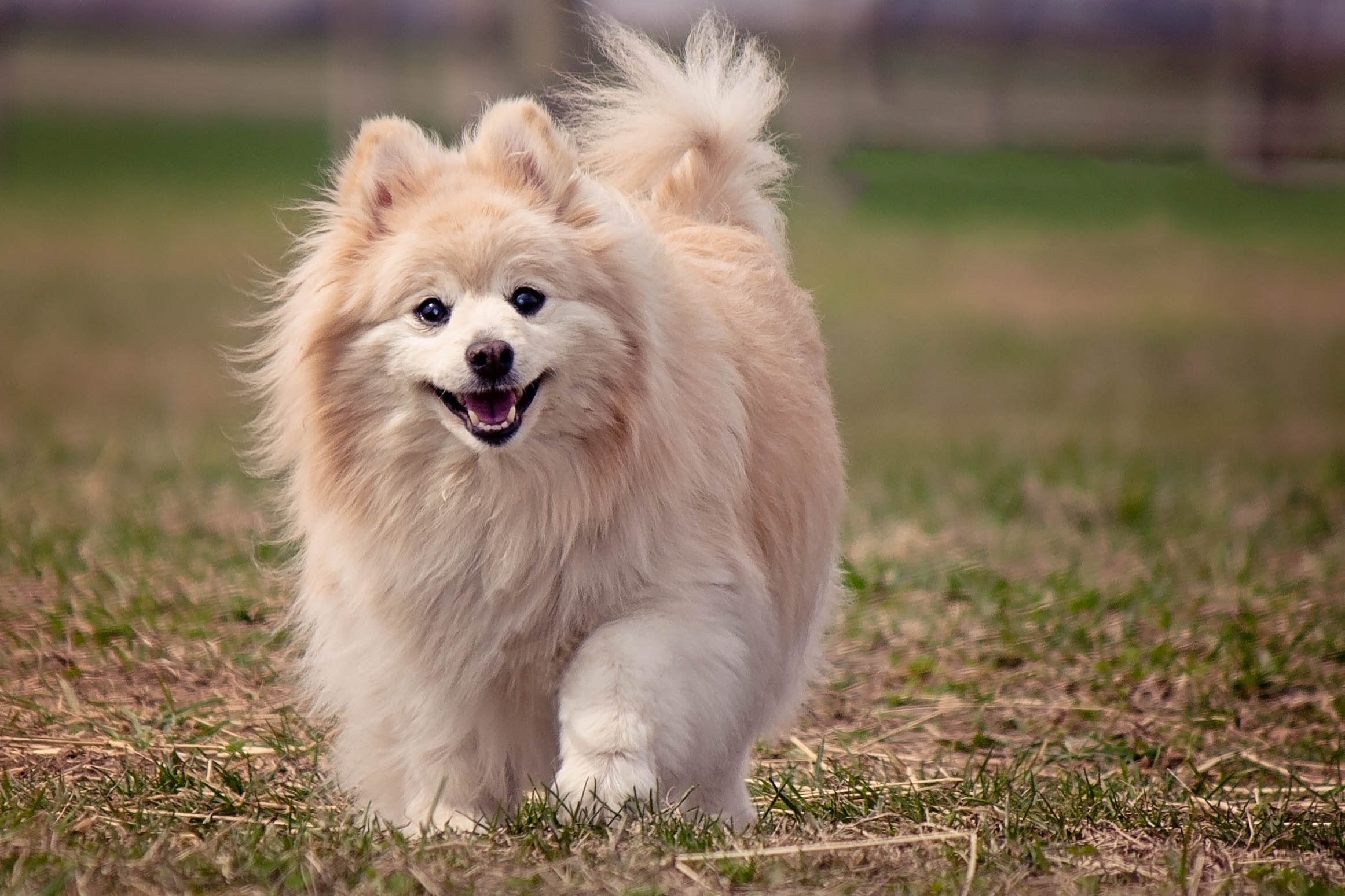 免费照片一只德国斯皮茨犬跑向它的主人。