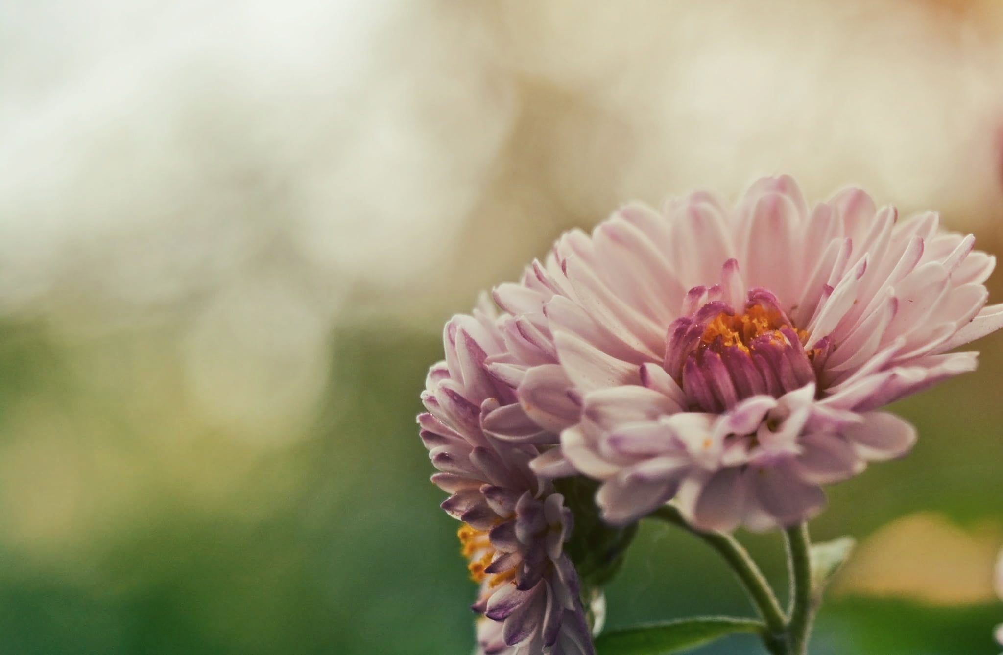 Free photo Pink flowers on a blurred background