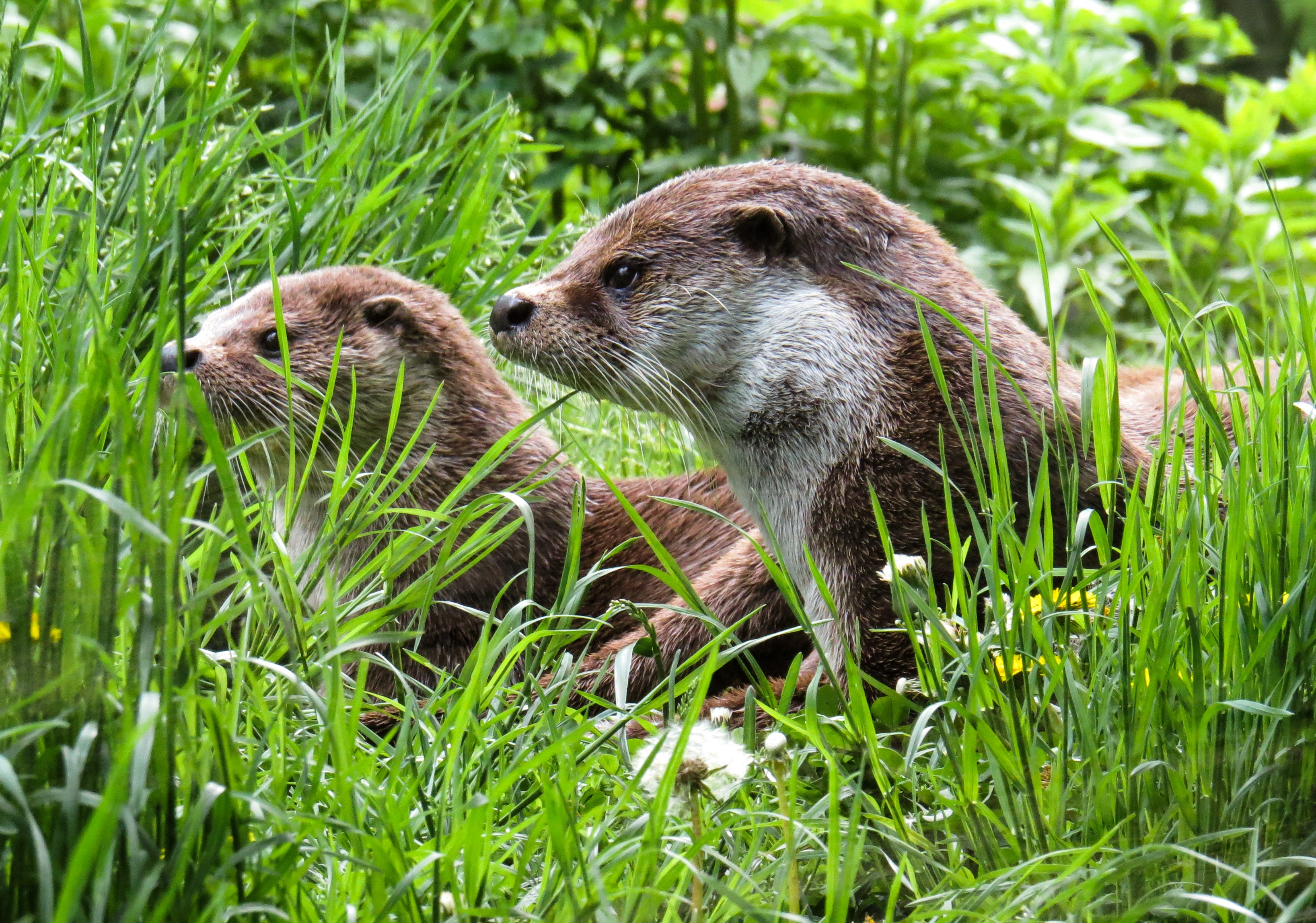 Free photo Two badgers in the green grass