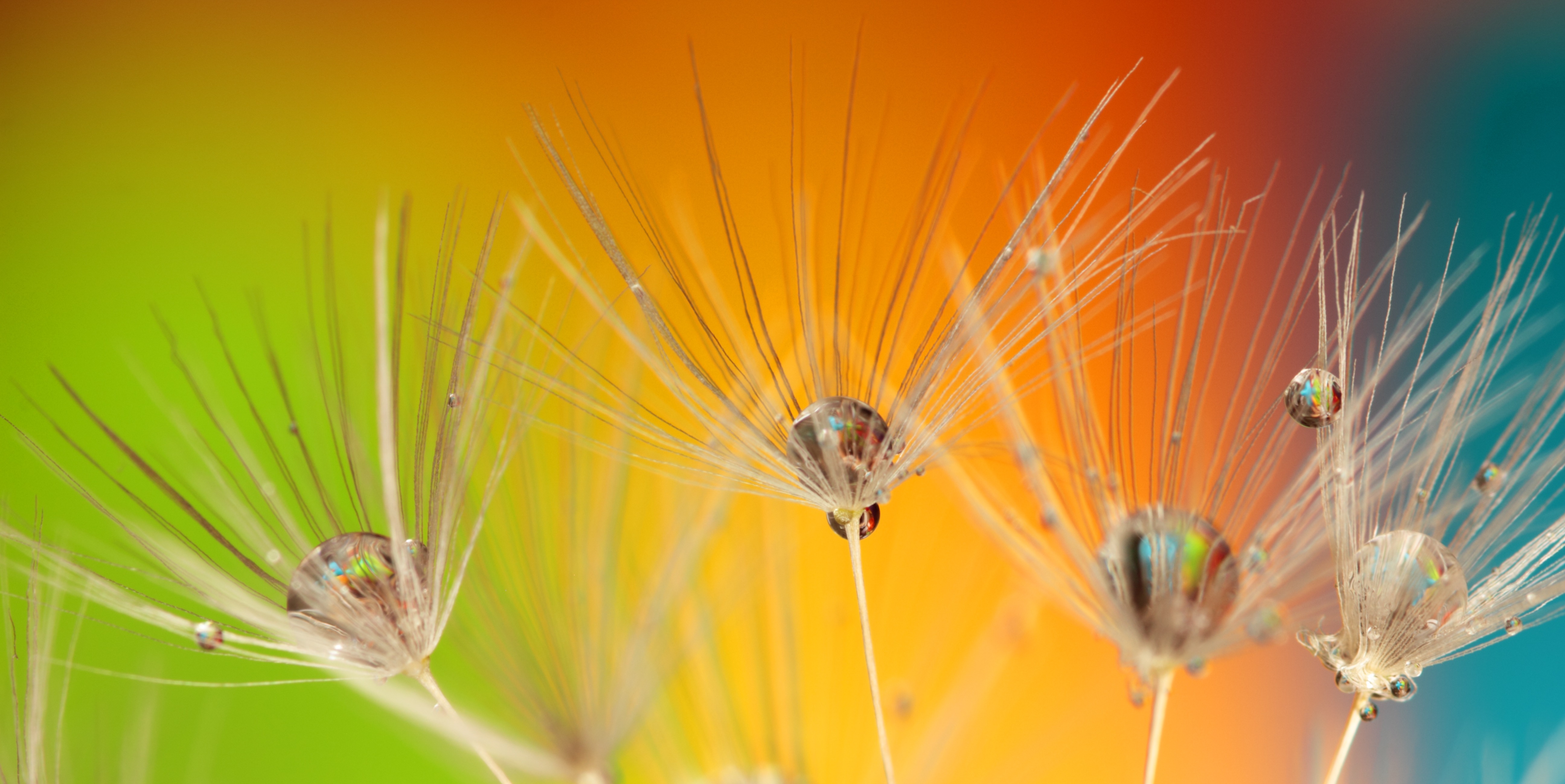 Free photo The dandelions lost all their parachutes.