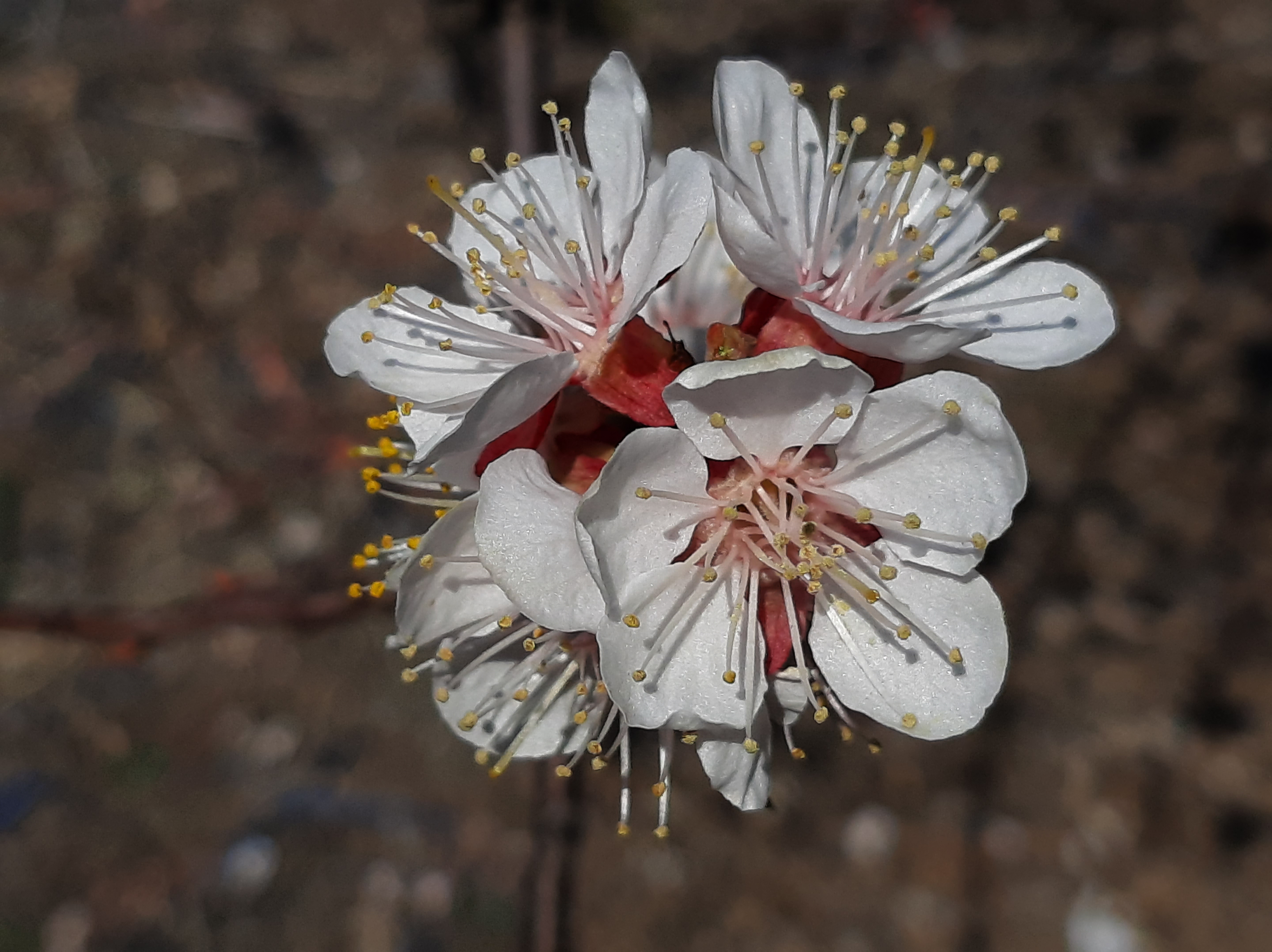 Free photo Blooming apricot flowers