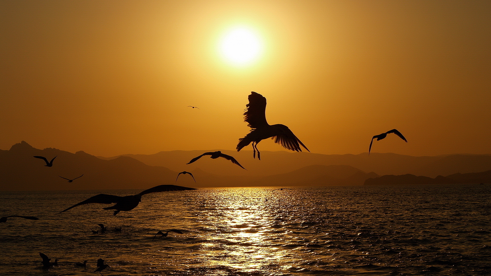 Wallpapers gulls flight paws on the desktop