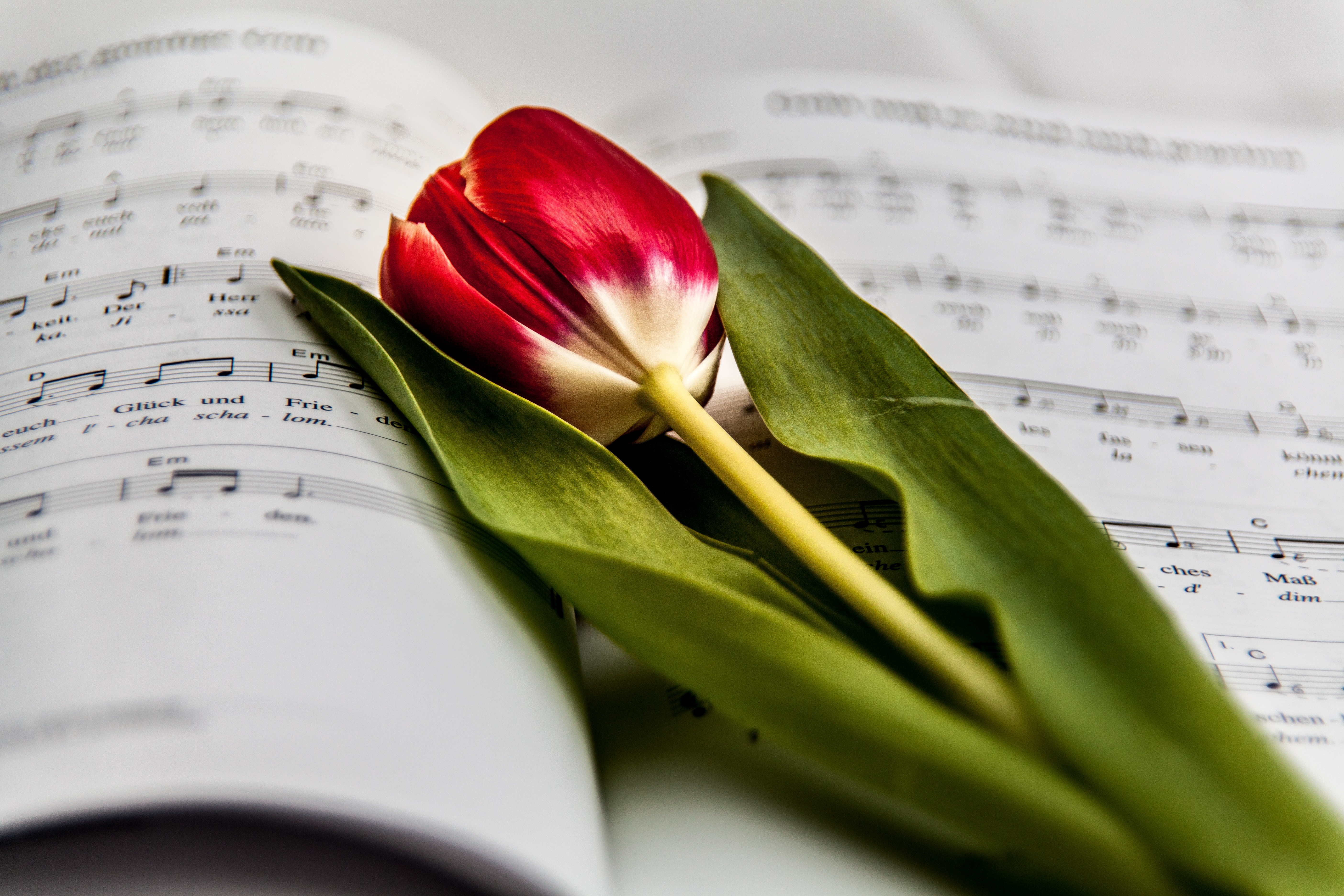 免费照片一朵红色郁金香插在一本音符书上