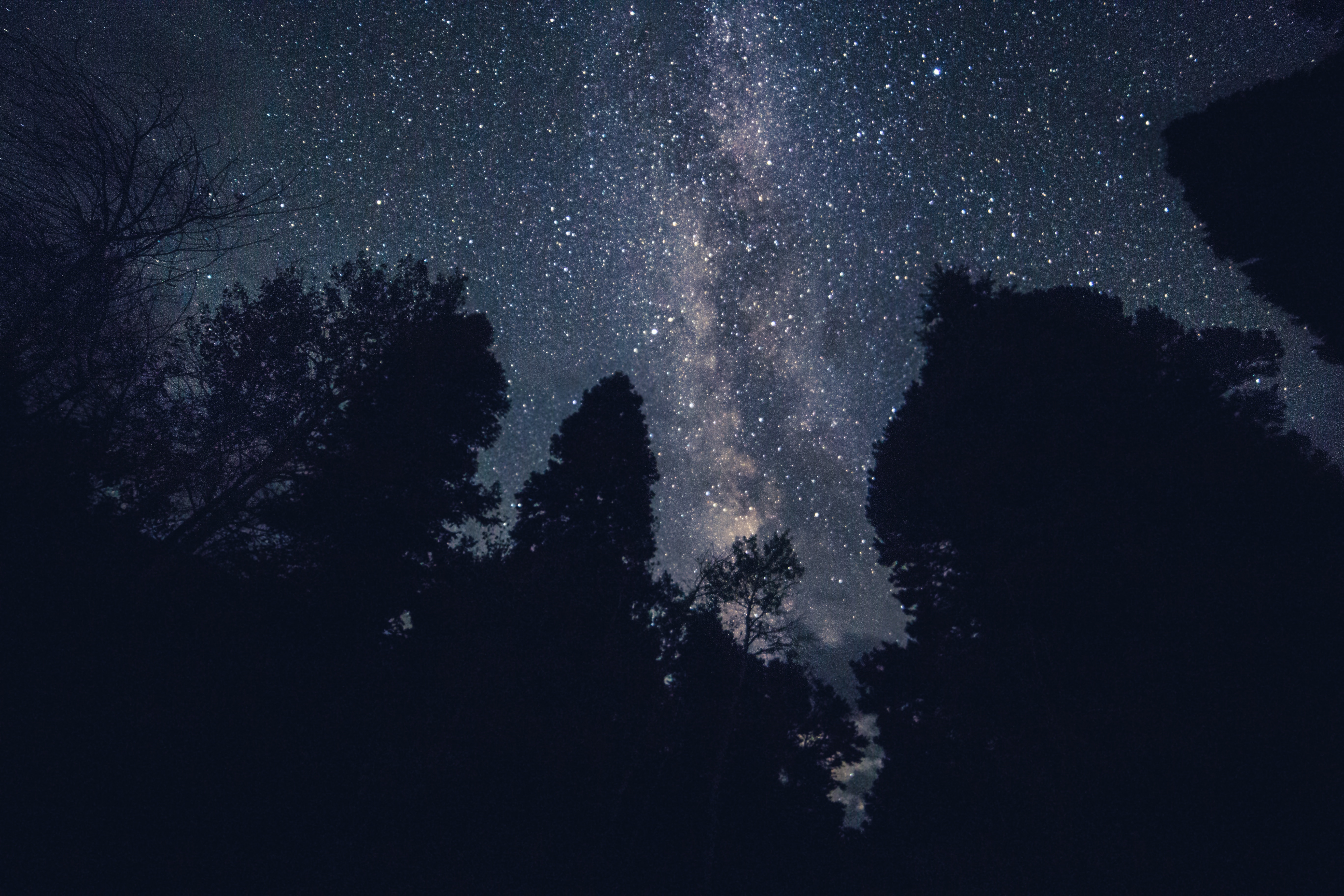 Wallpapers trees landscapes starry sky on the desktop