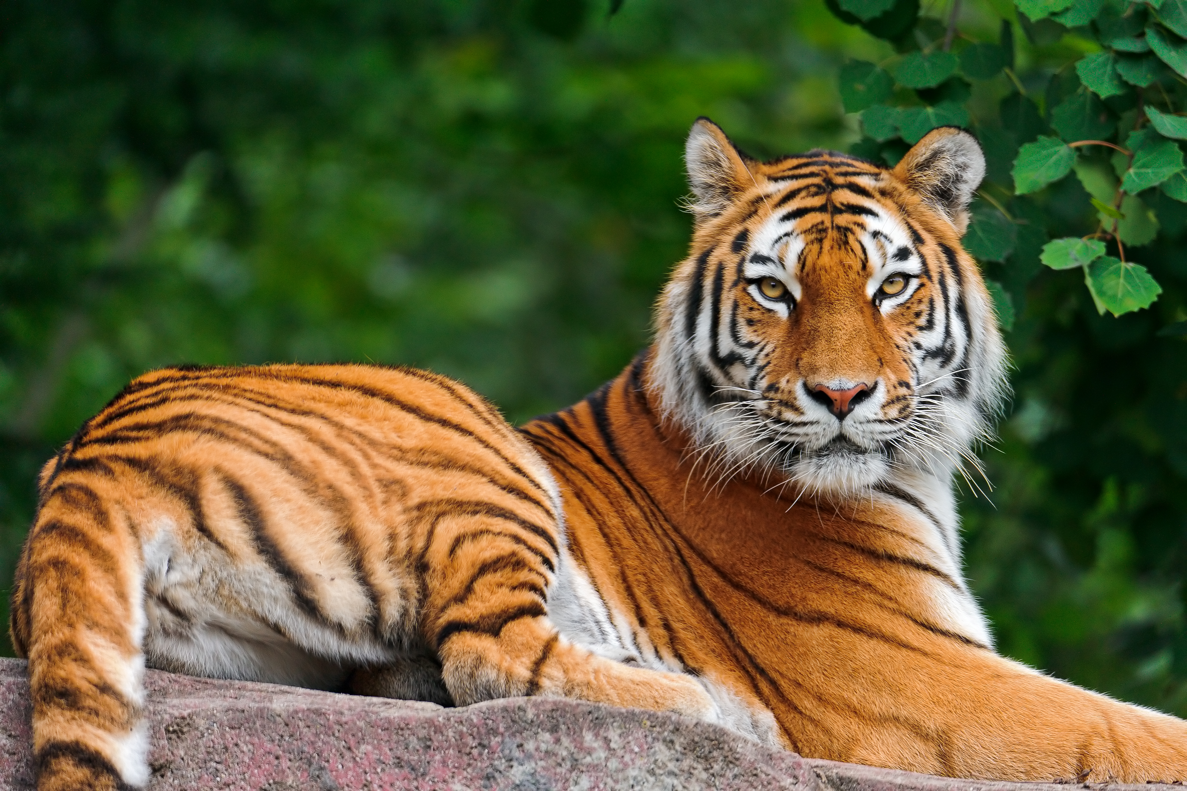 免费照片一只美丽的老虎转向摄影师