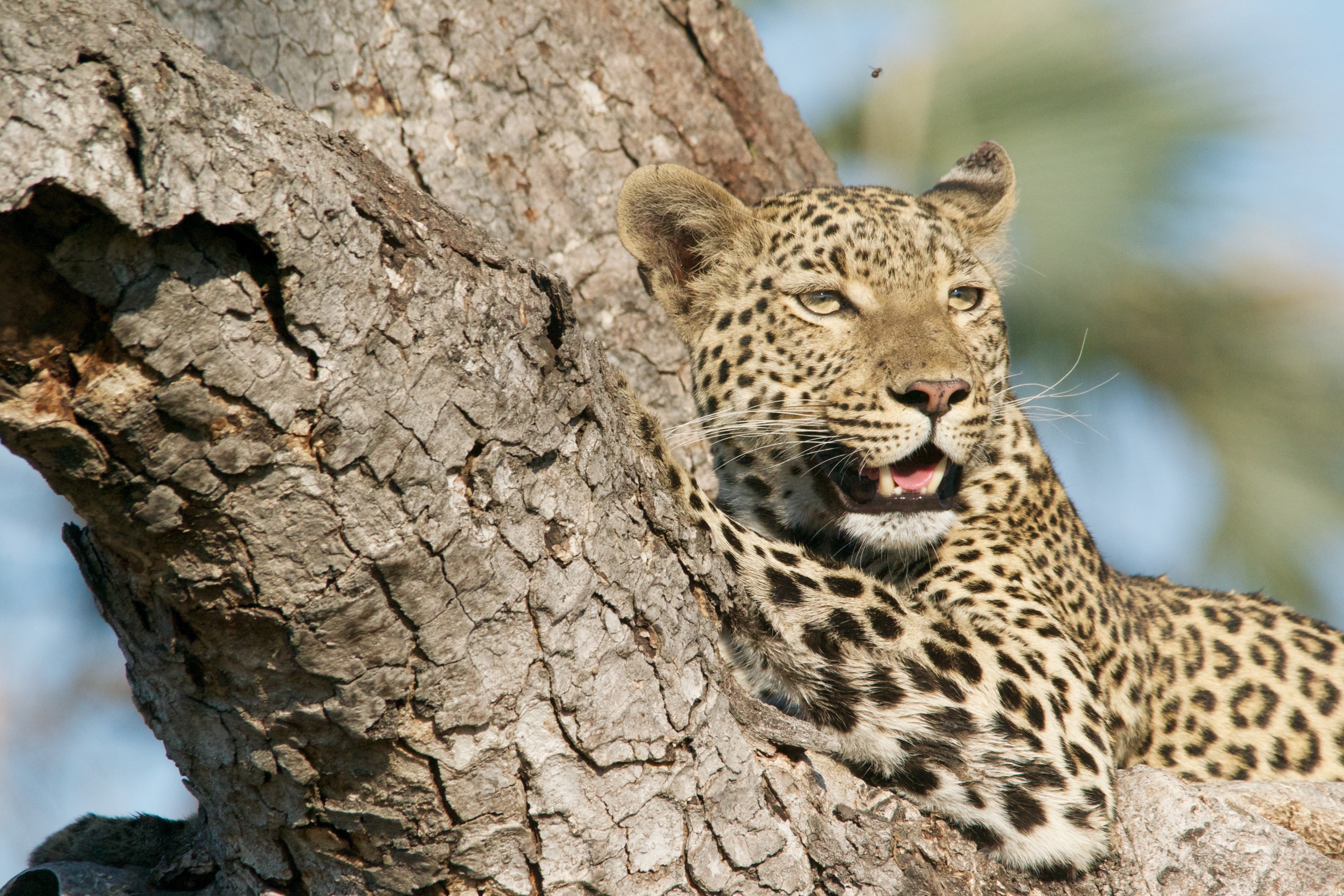 免费照片一只豹子躺在阳光下的树枝上