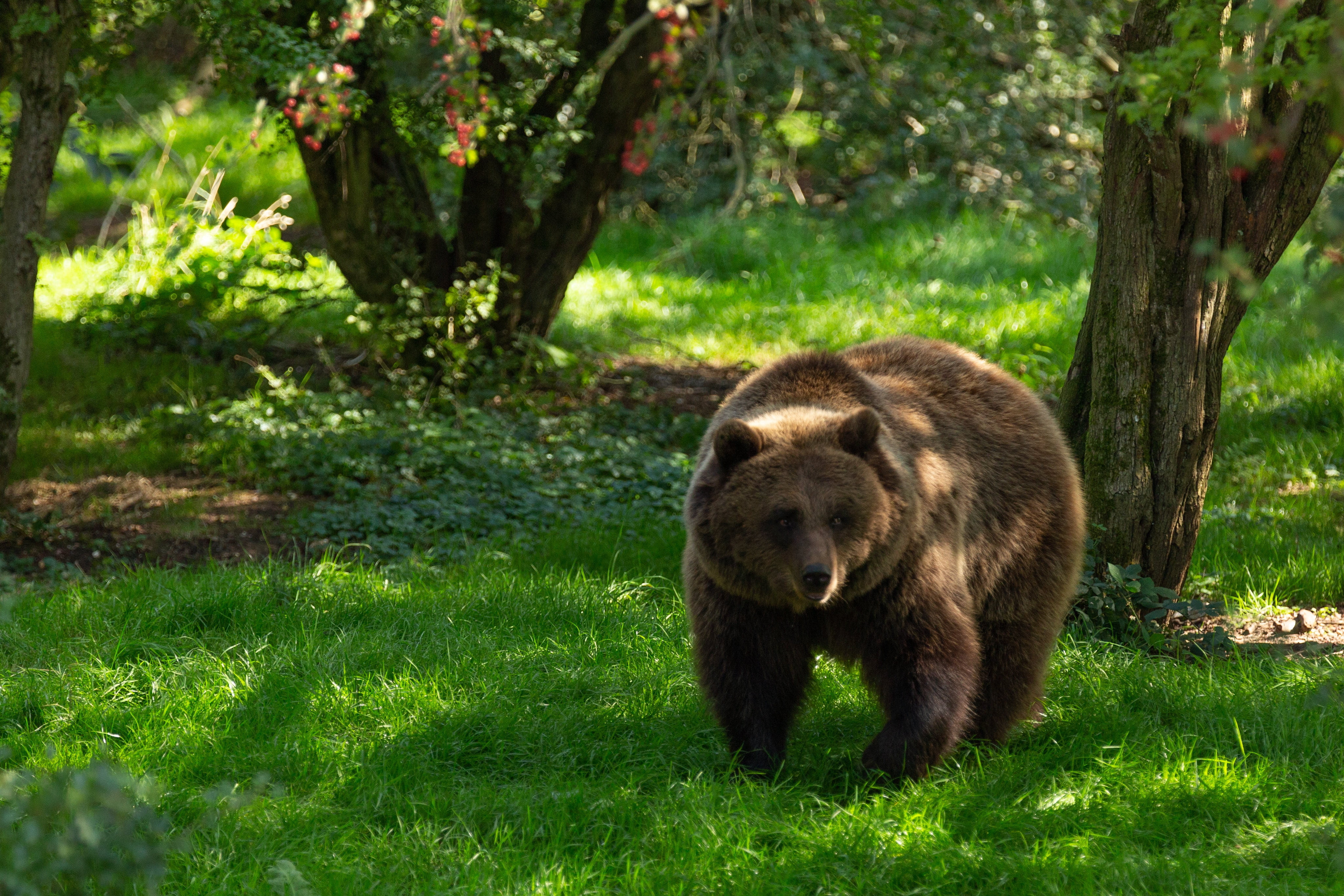 Обои обои медведь трава дерево на рабочий стол