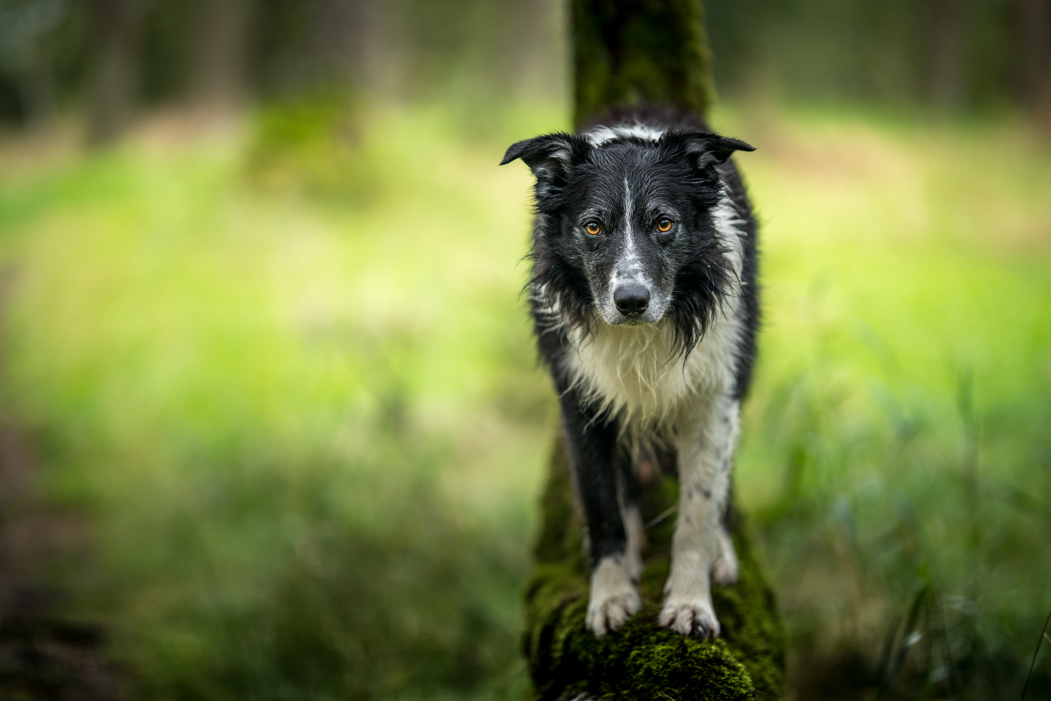 Wallpapers pose pet dog on the desktop