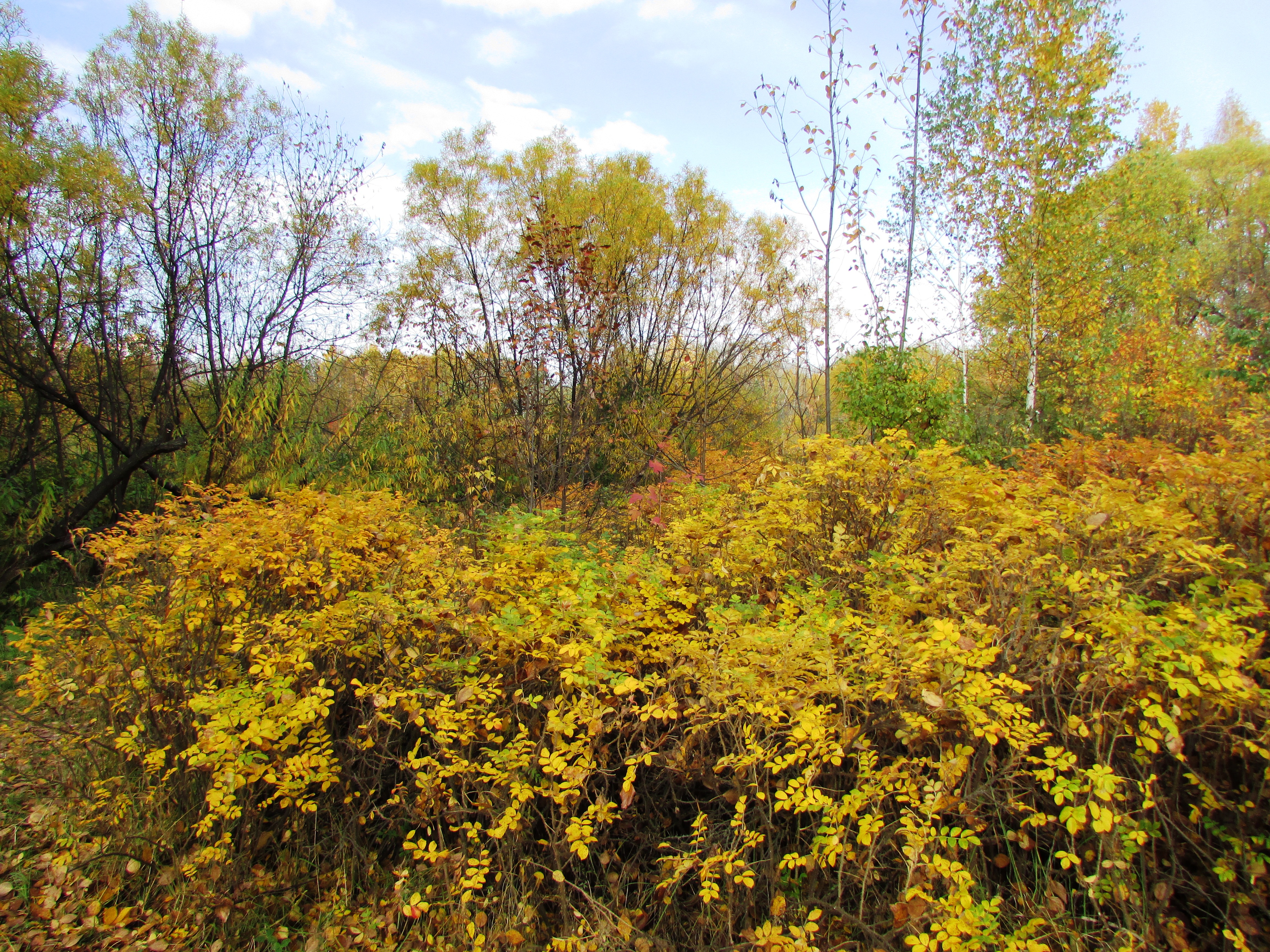 Autumn rosehip bushes