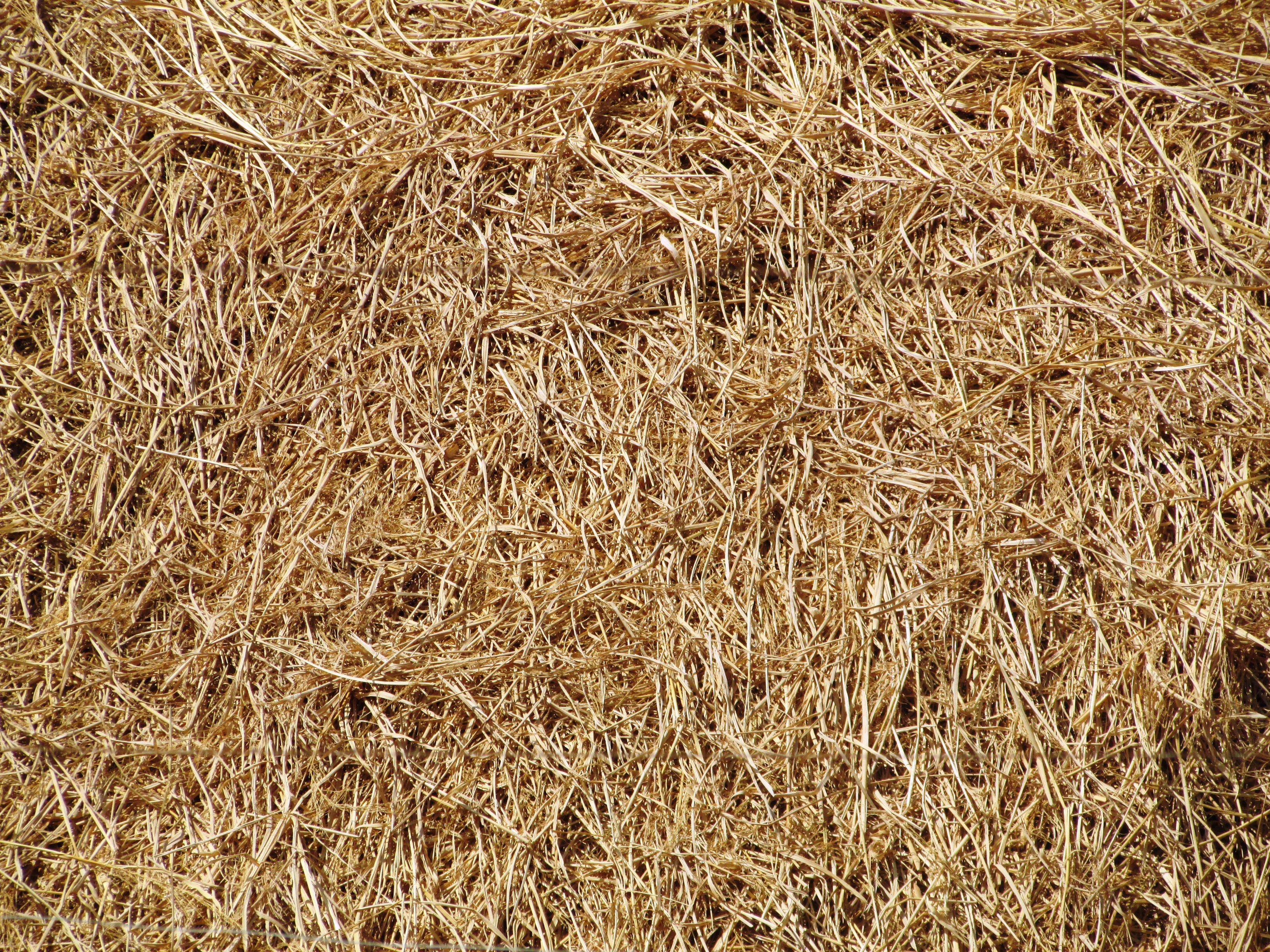 Free photo Hay texture