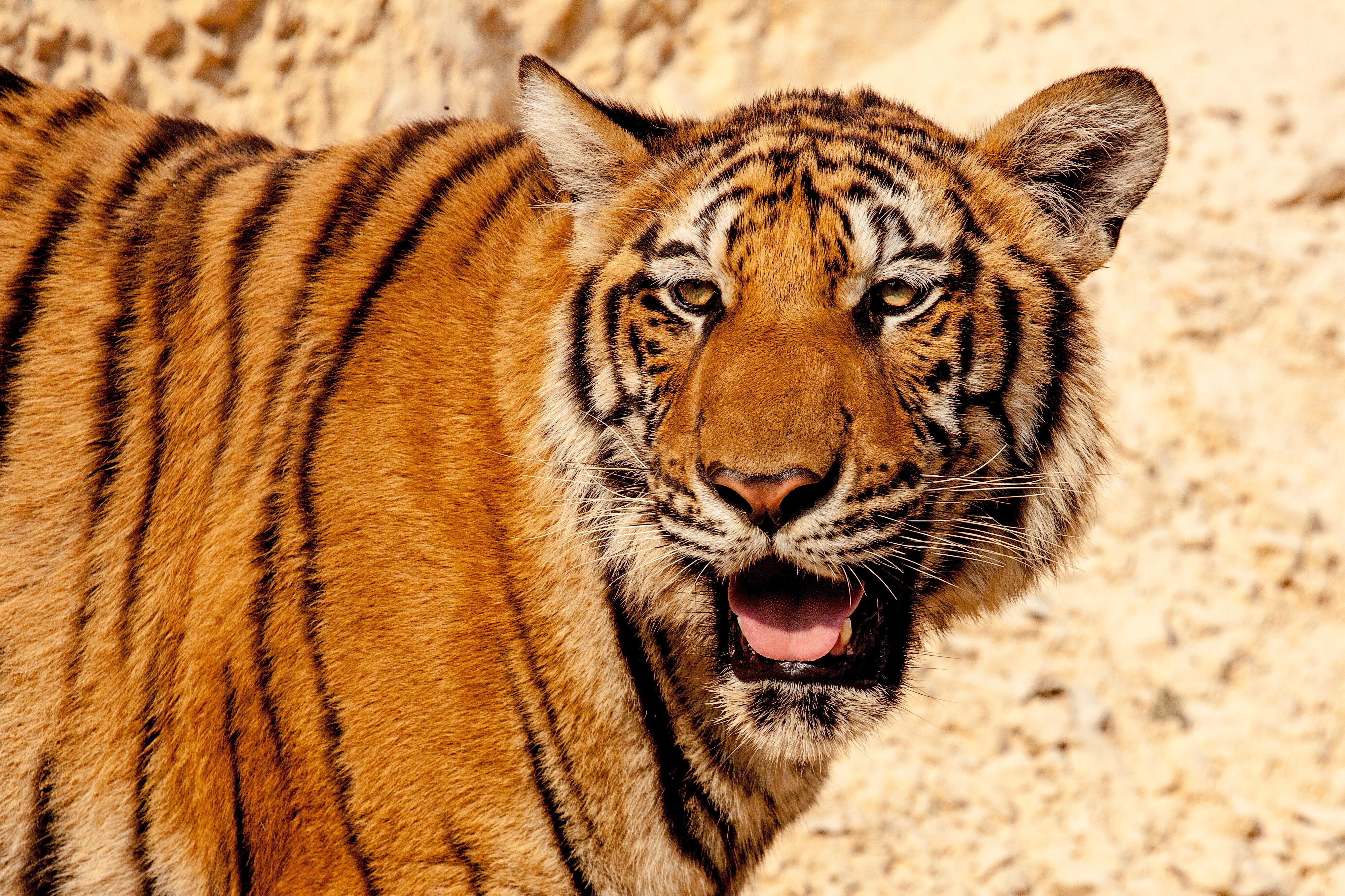 Бесплатное фото Тигр с открытым ртом