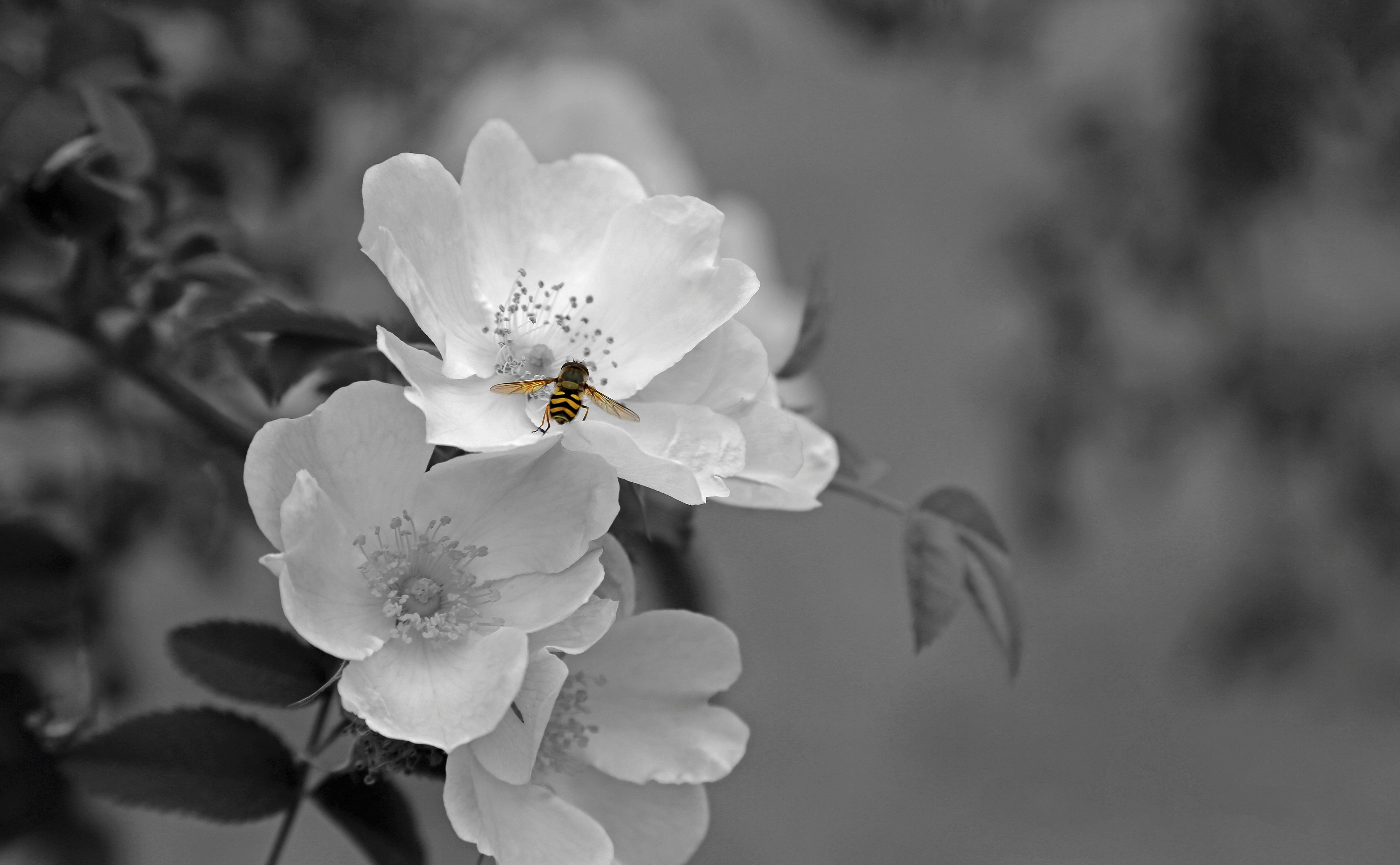 Wallpapers einkehr nature a branch a bloom on the desktop