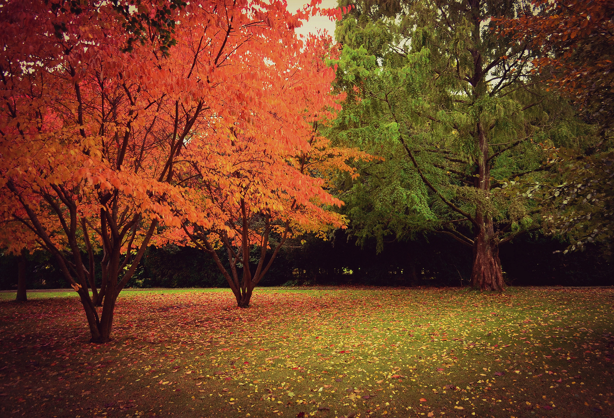 Wallpapers green grass forest landscape on the desktop