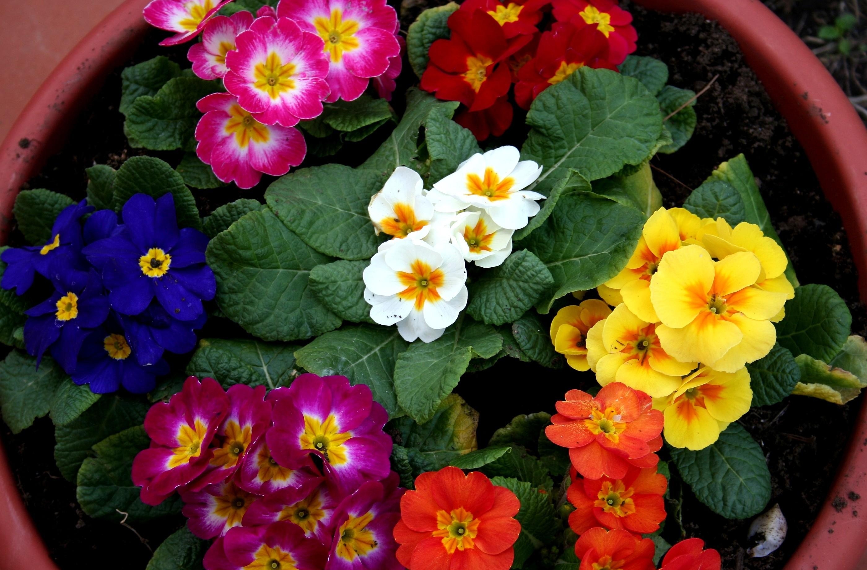 Wallpapers primrose flowers bright on the desktop