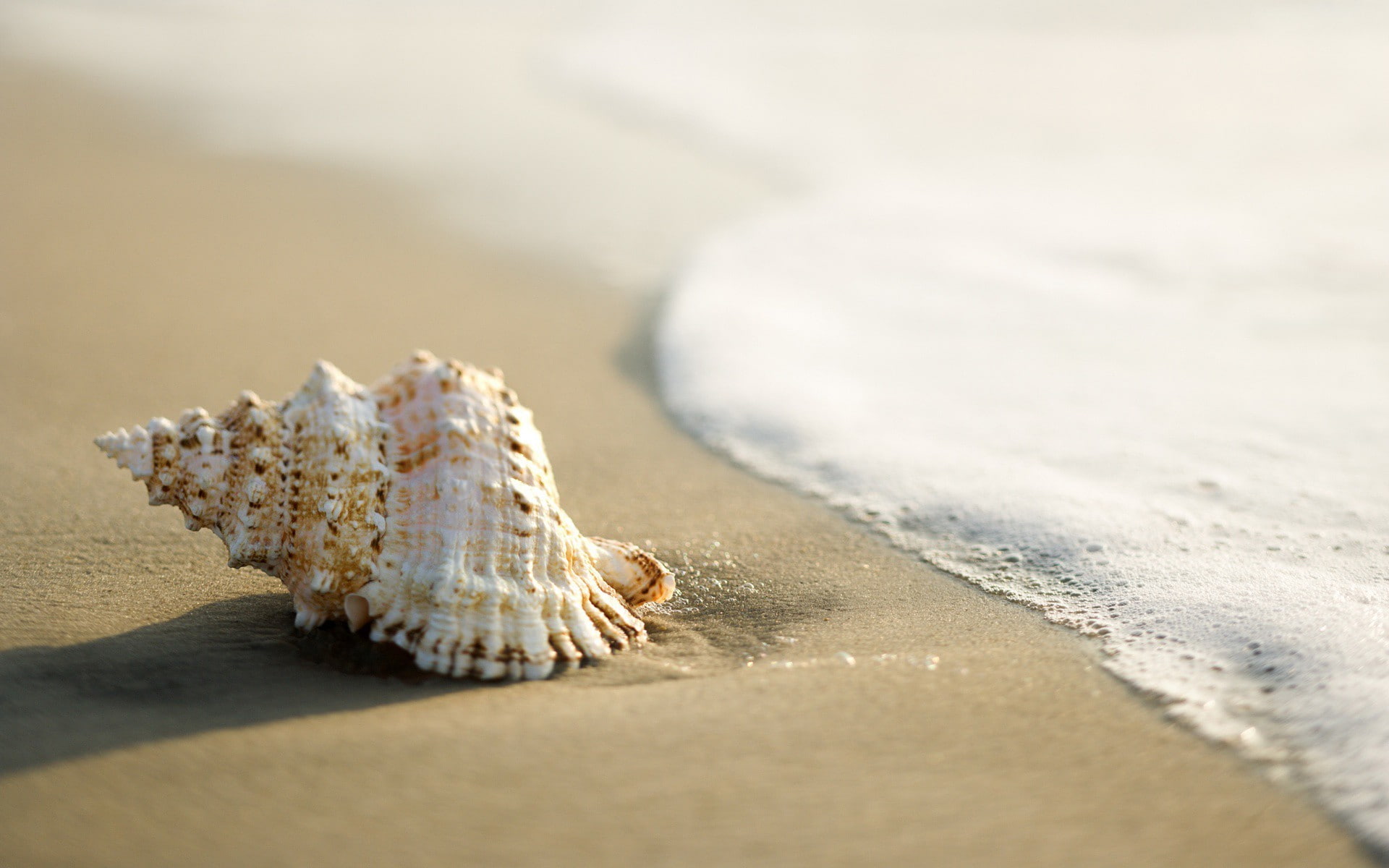 Wallpapers cockleshell a beach snail on the desktop