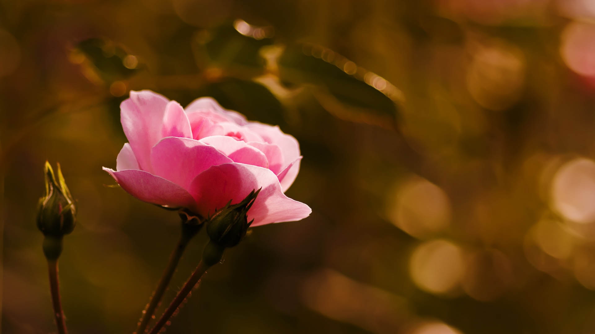 Wallpapers sun light bud plant stem on the desktop