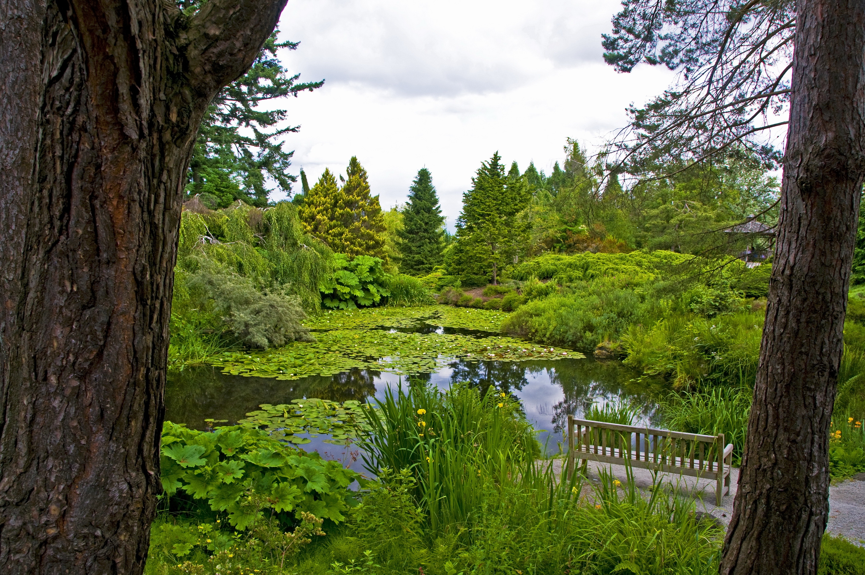 Free photo The water lilies on the pond in the park