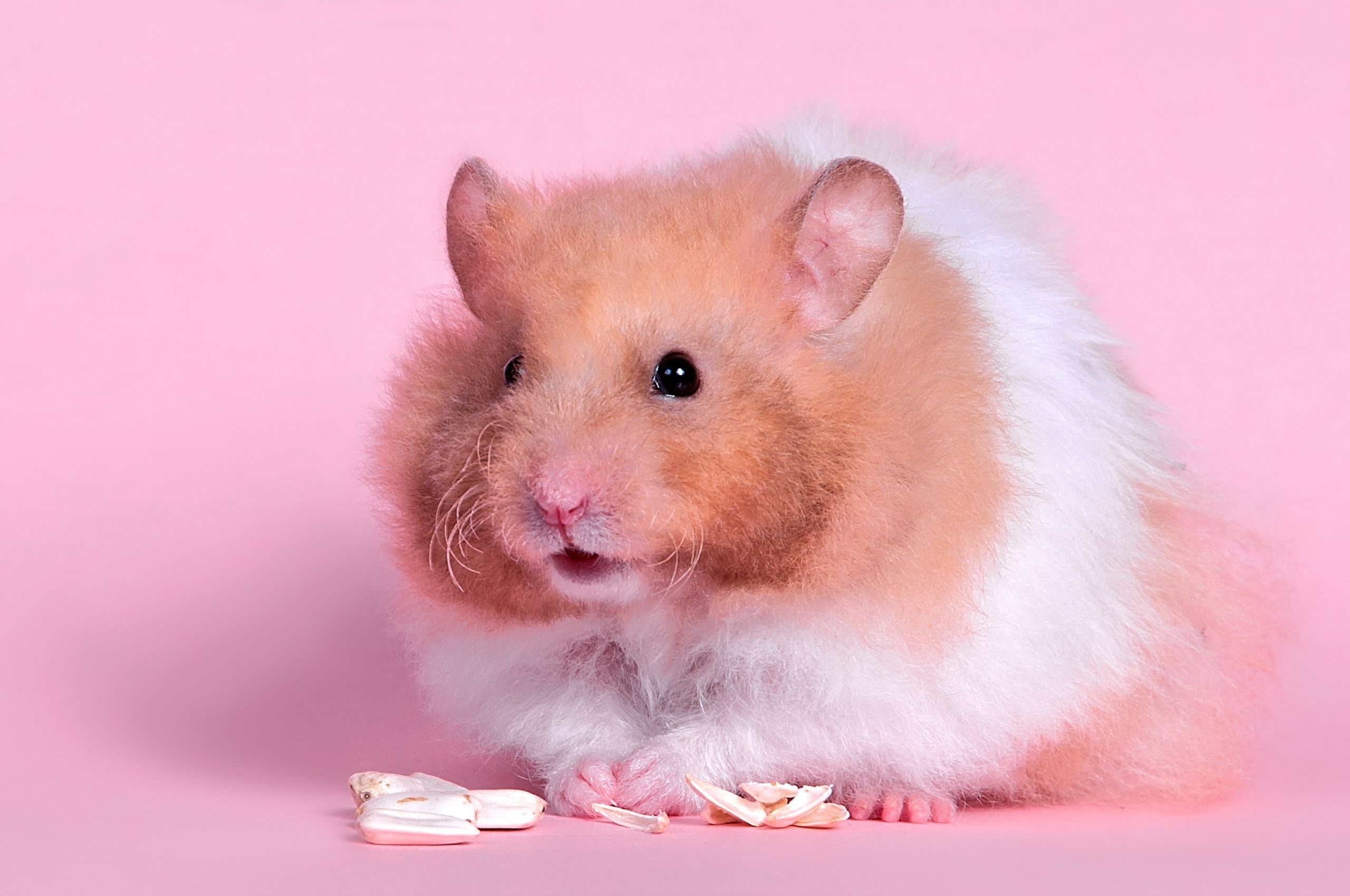 A hamster eats seeds