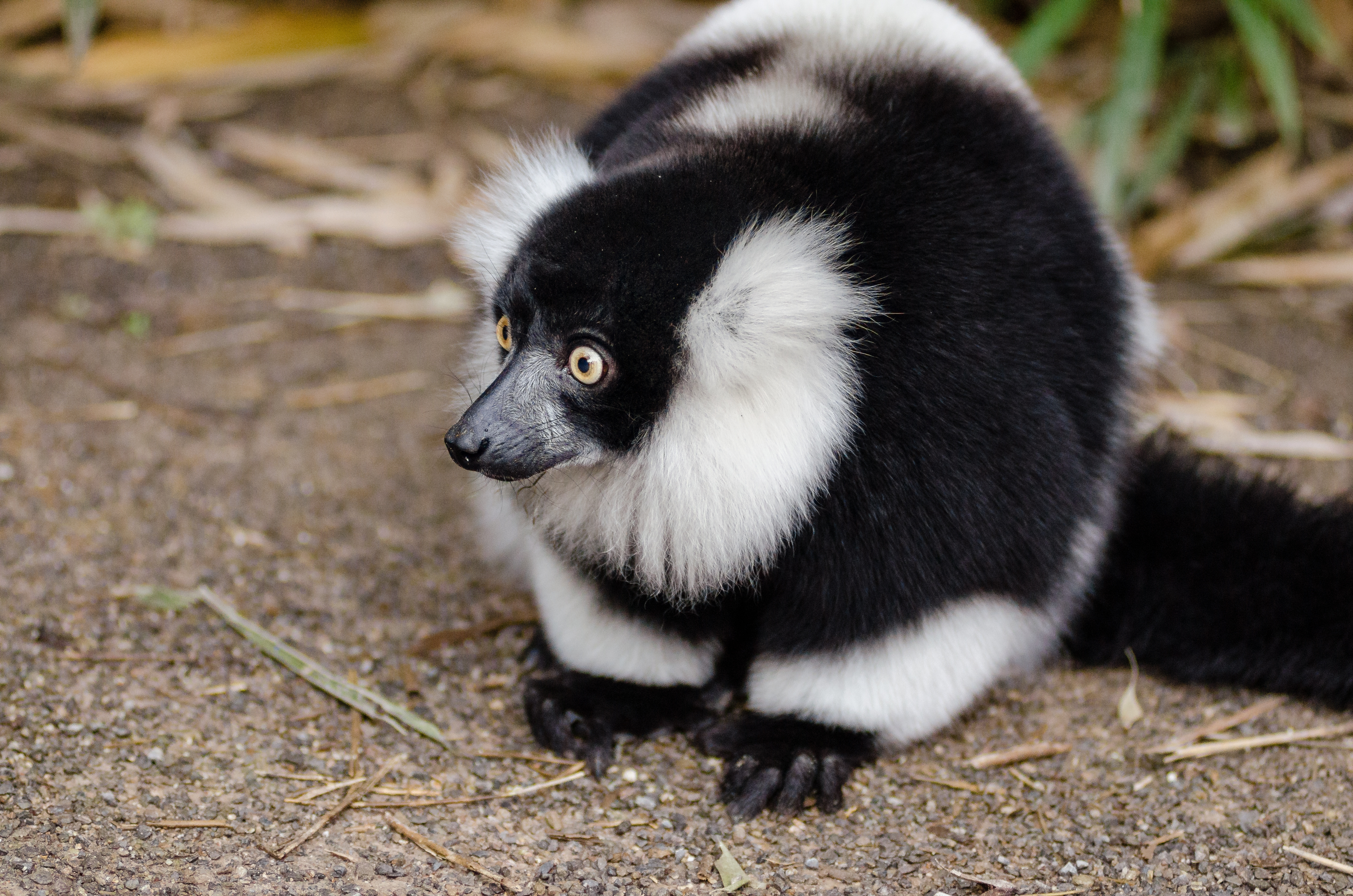 Wallpapers lemur fluffy looking away on the desktop