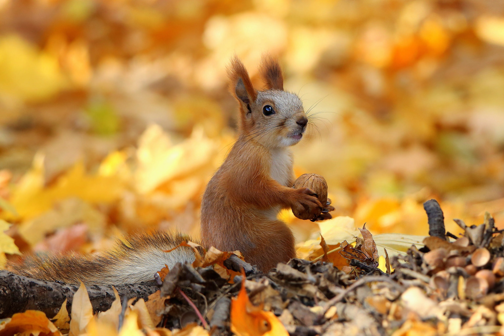 Wallpapers Squirrel rodent automn on the desktop