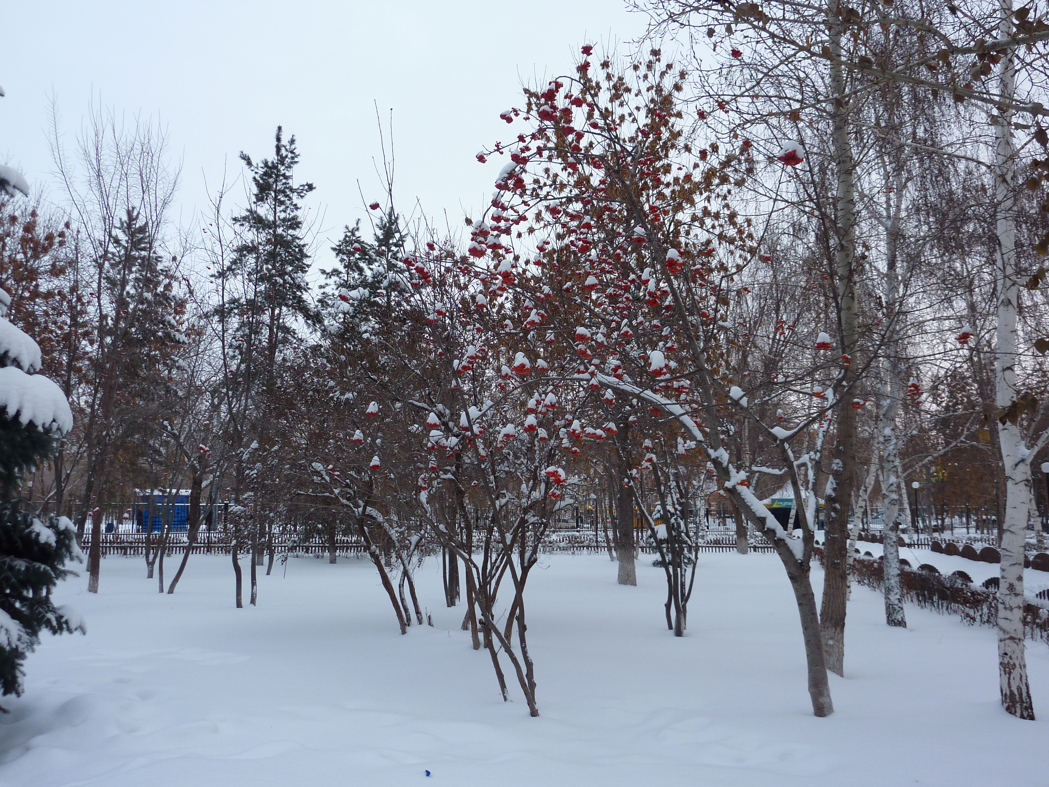 A rowan orchard in winter